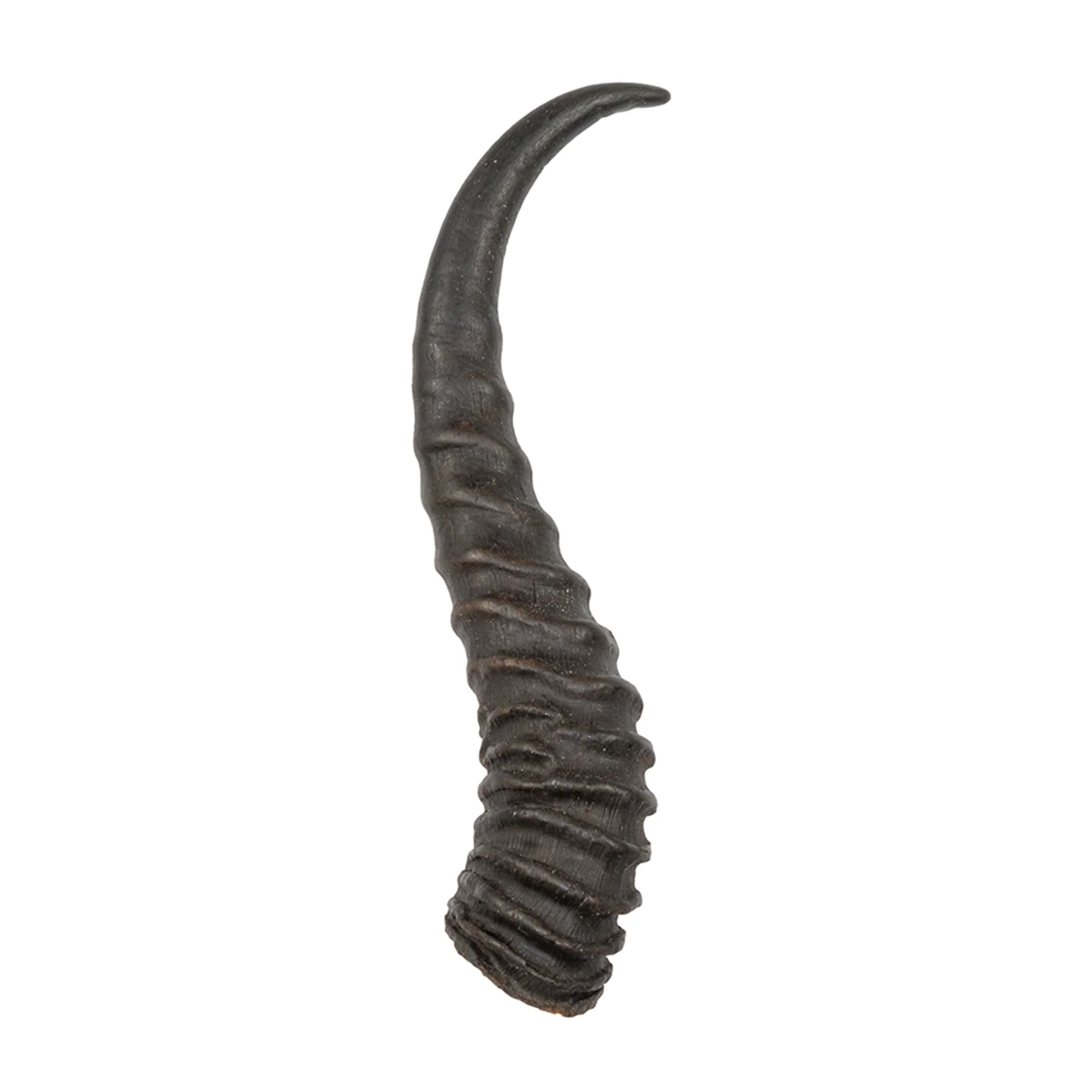 Real Springbok Horn - Single - Image 4