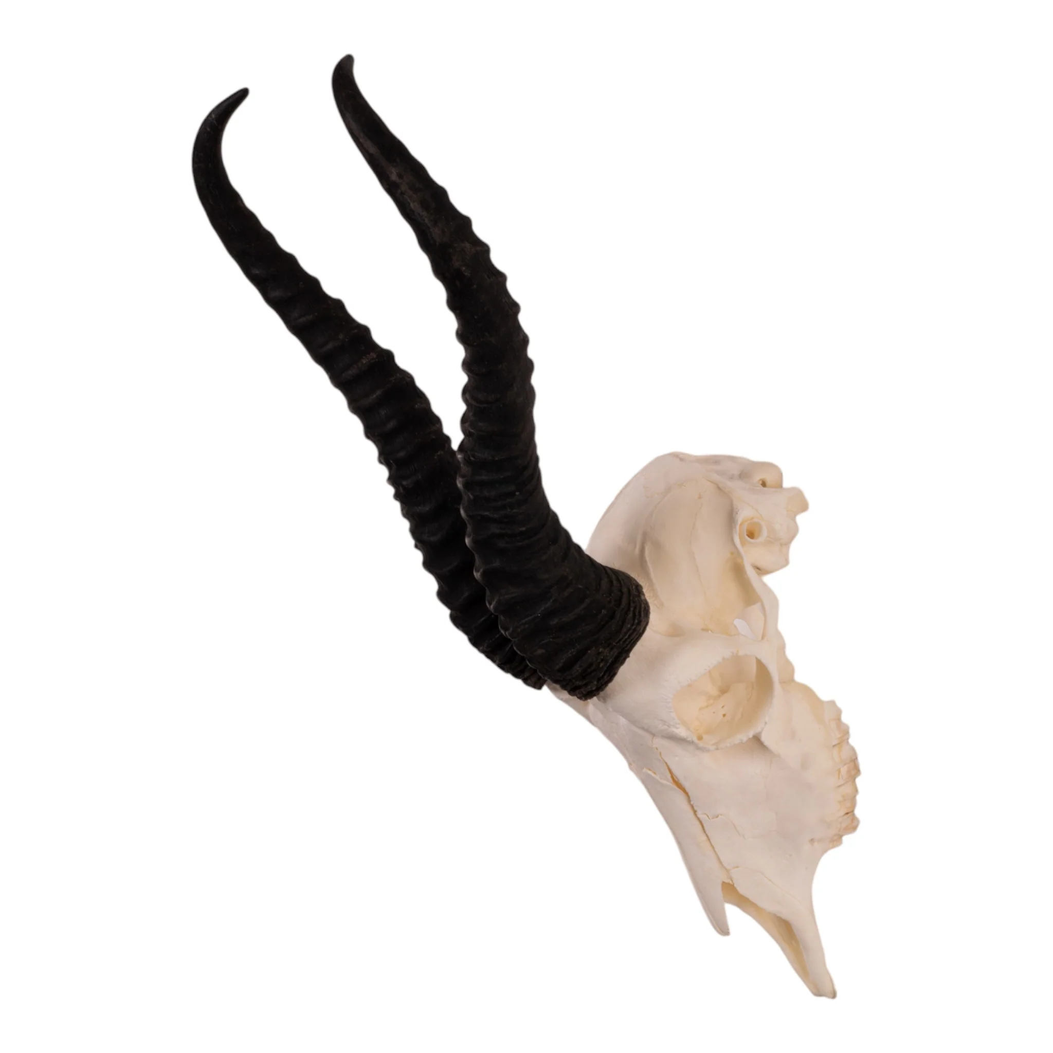 Real Springbok Skull - Male - Image 6