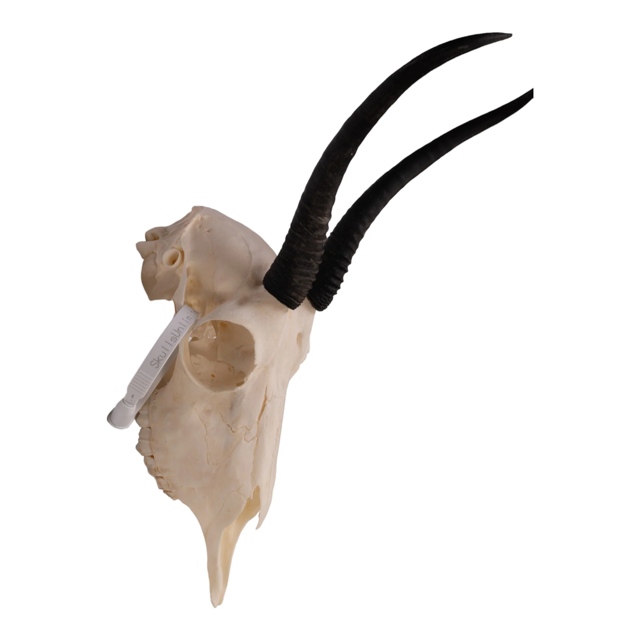 Real Springbok Skull  - Female - Image 2