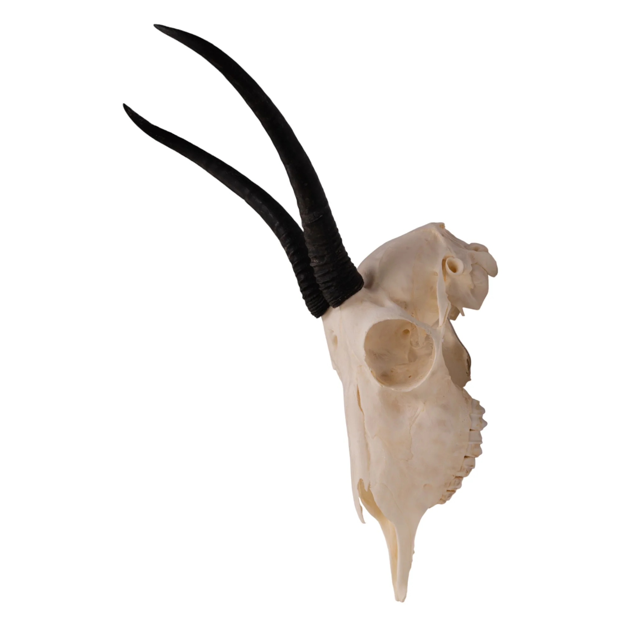 Real Springbok Skull  - Female - Image 3