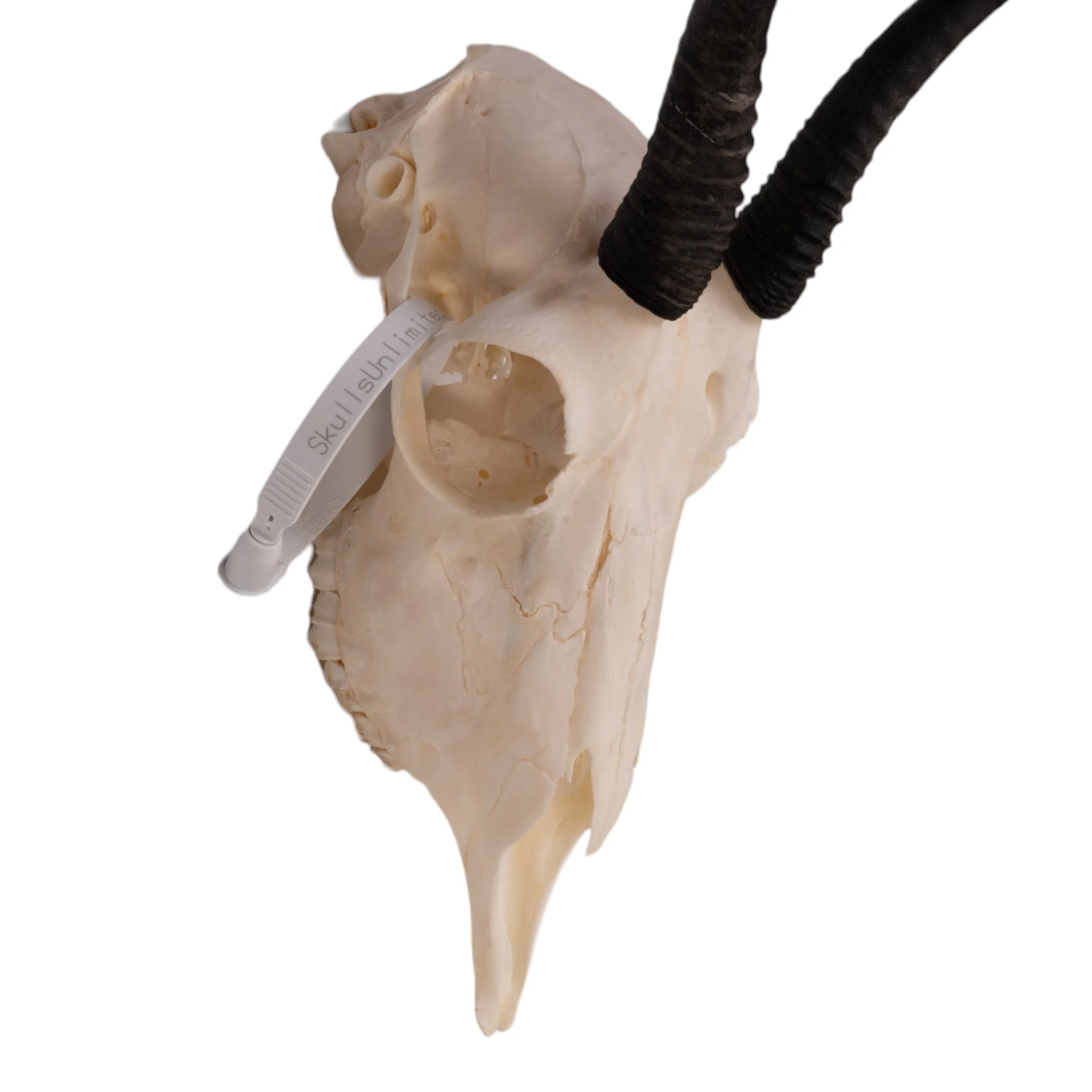 Real Springbok Skull  - Female - Image 4