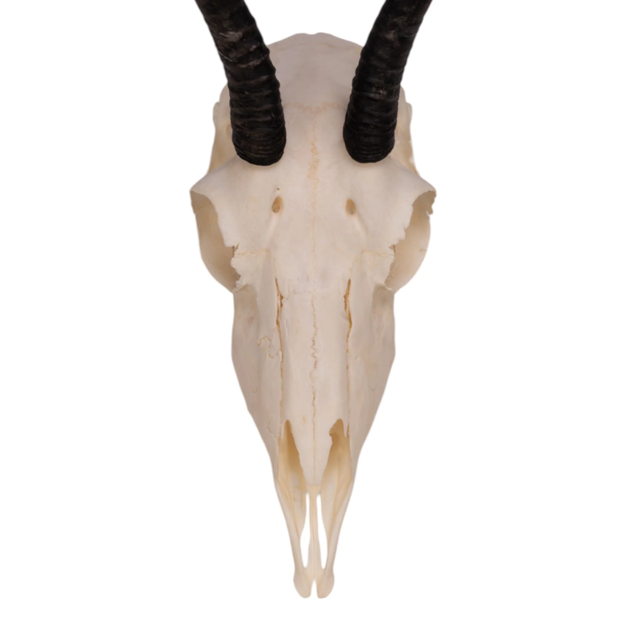 Real Springbok Skull  - Female - Image 5