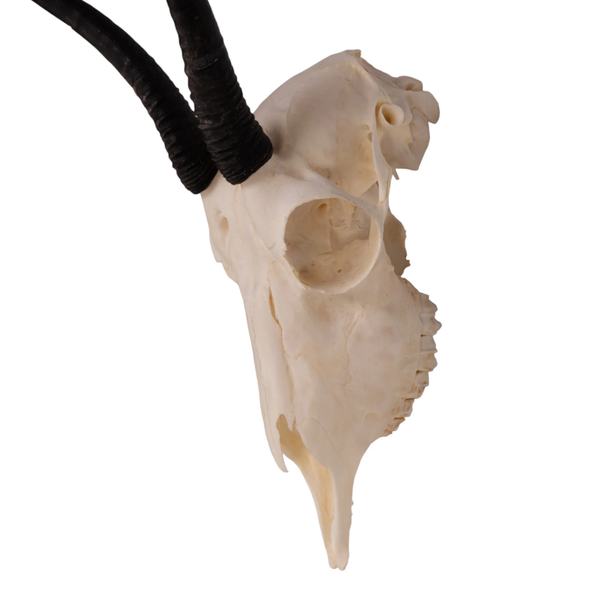 Real Springbok Skull  - Female - Image 6