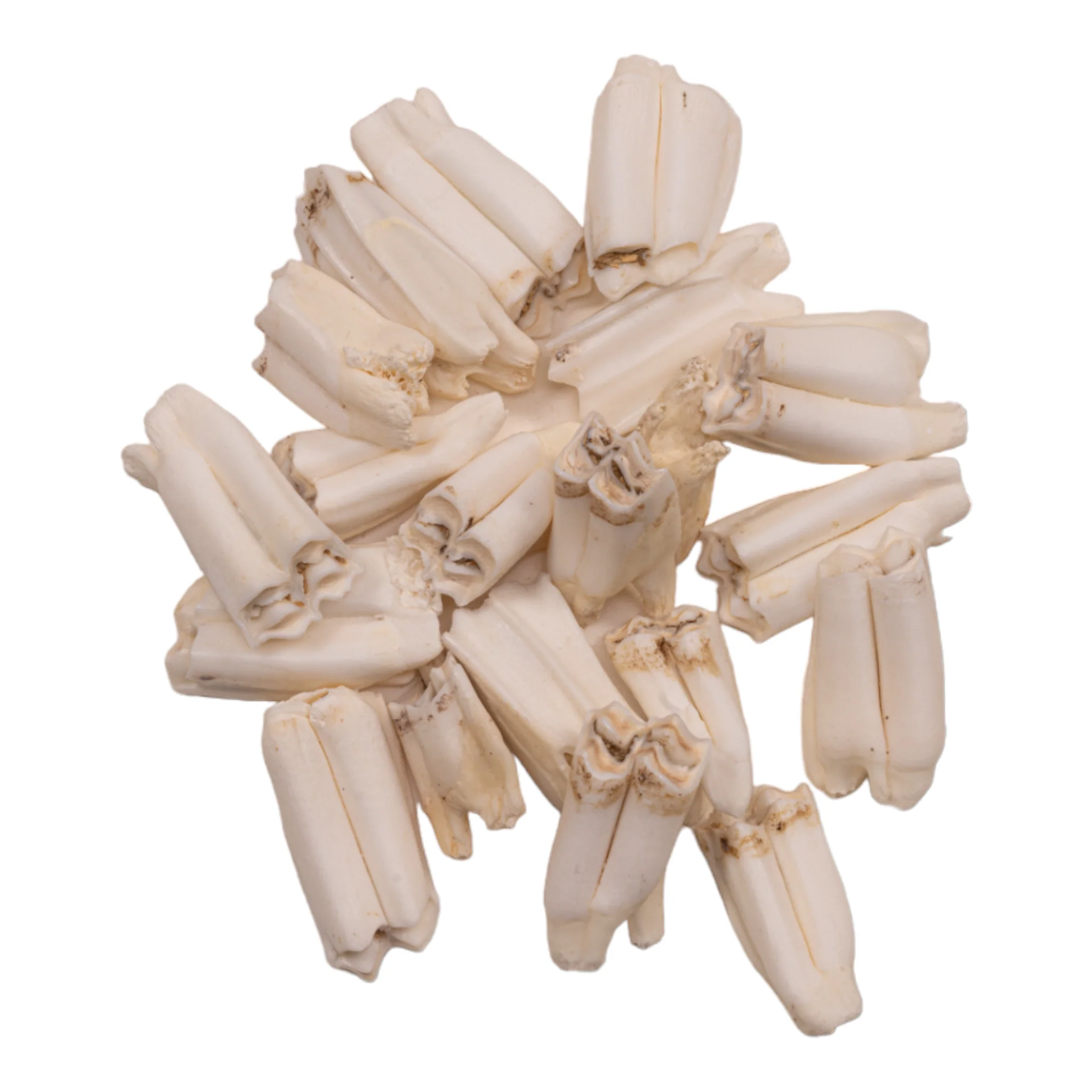 Real Springbok Tooth - Single