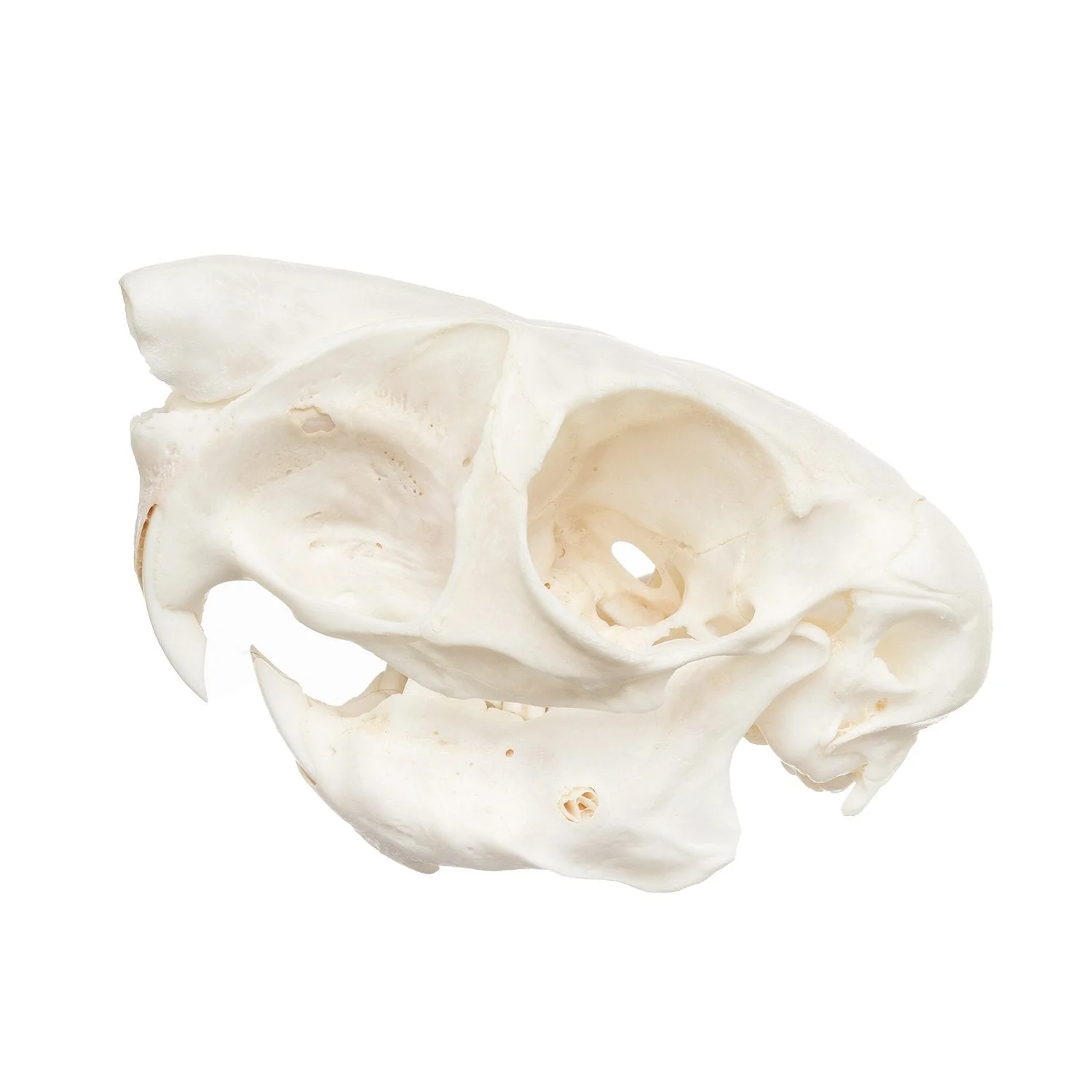 Real Springhare Skull - Image 4