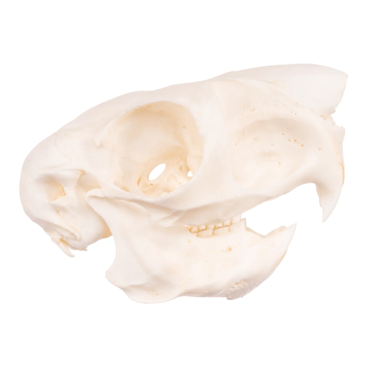 Real Springhare Skull - Image 2