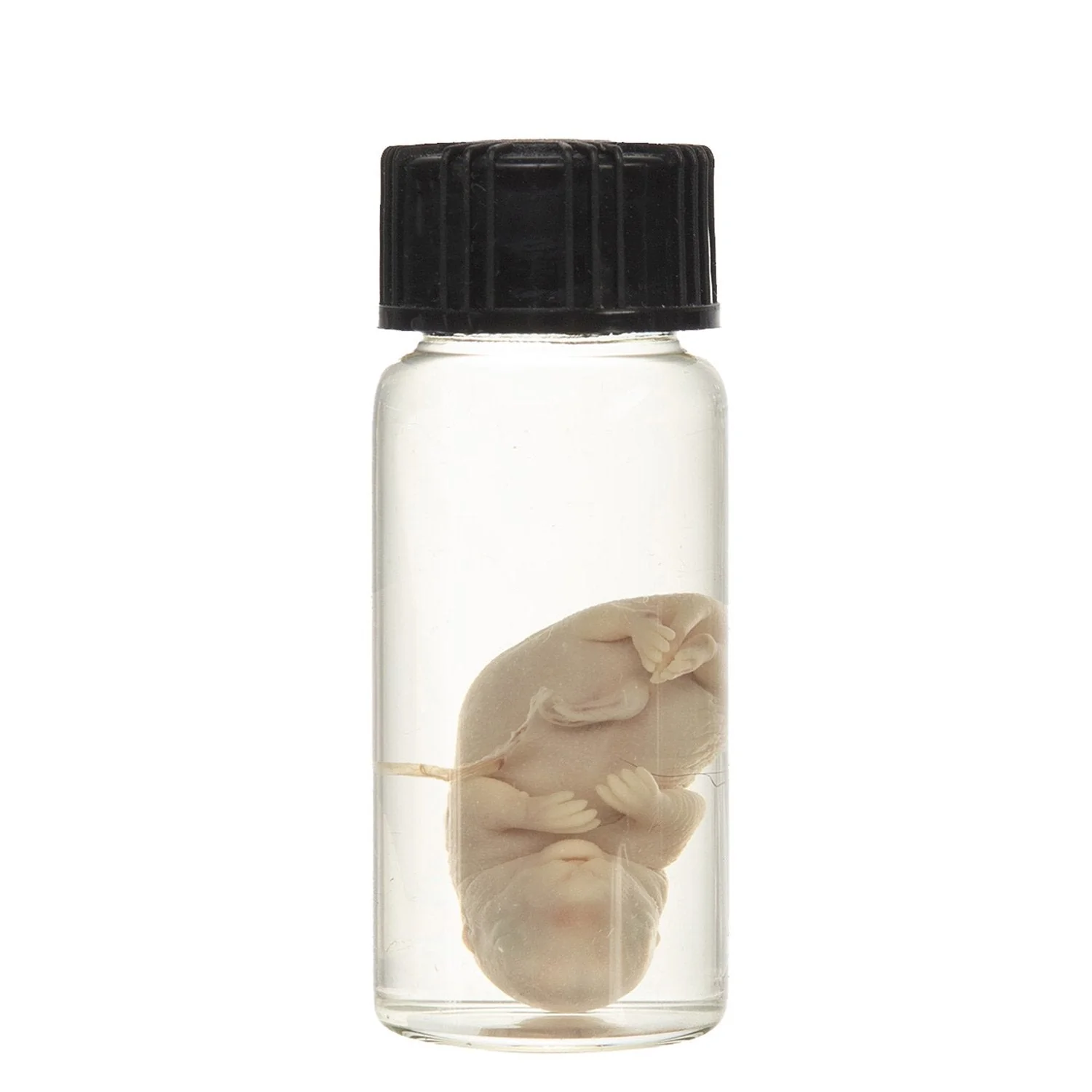 Real Squirrel Wet Specimen - Fetal (Single) - Image 5