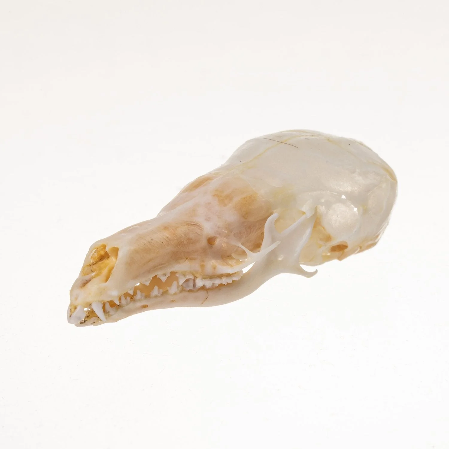 Real Star-Nosed Mole Skull