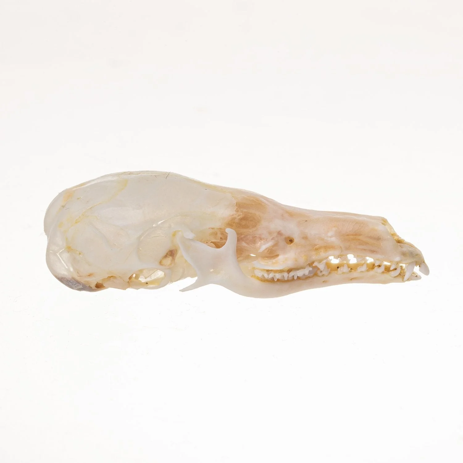 Real Star-Nosed Mole Skull - Image 2