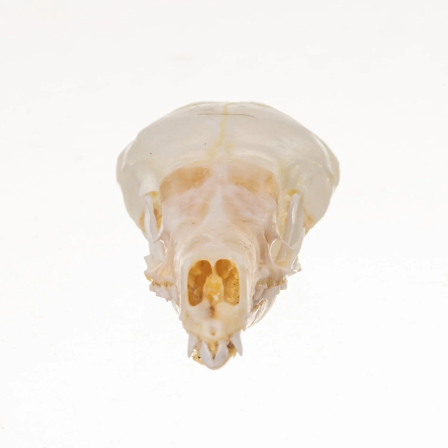 Real Star-Nosed Mole Skull - Image 3