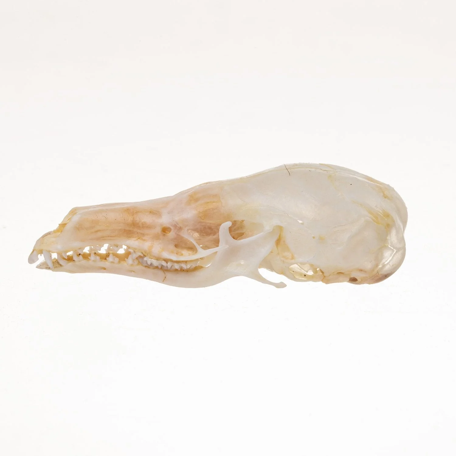 Real Star-Nosed Mole Skull - Image 4