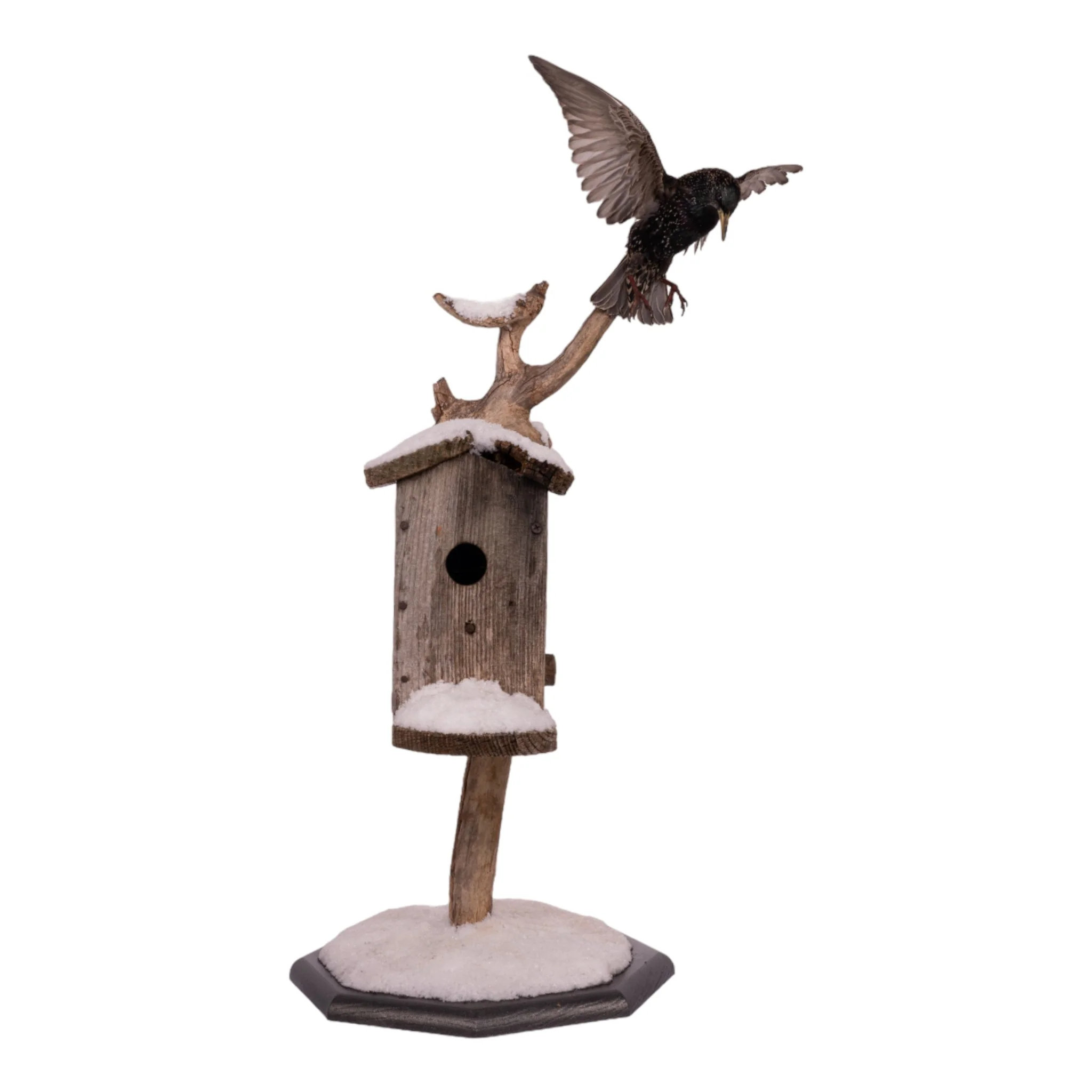 Real Starling Full Body Mount by Jaron Villemarette - Image 3