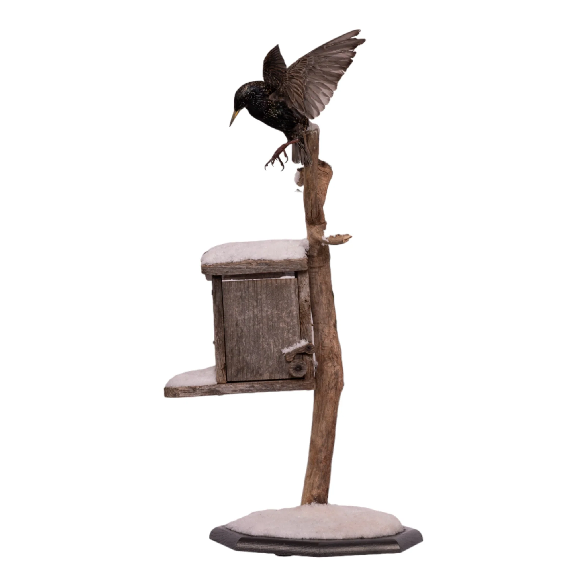Real Starling Full Body Mount by Jaron Villemarette - Image 4