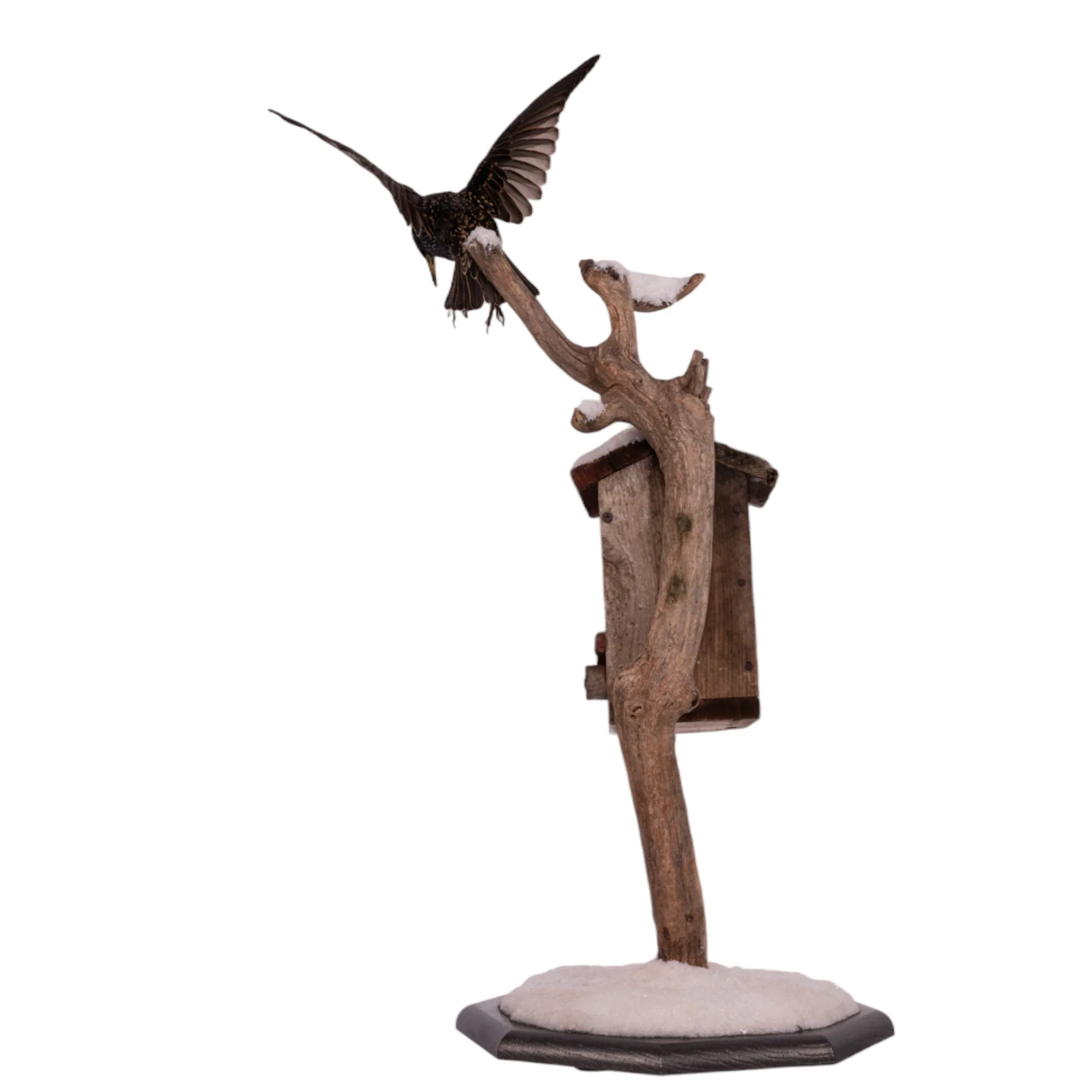 Real Starling Full Body Mount by Jaron Villemarette - Image 5