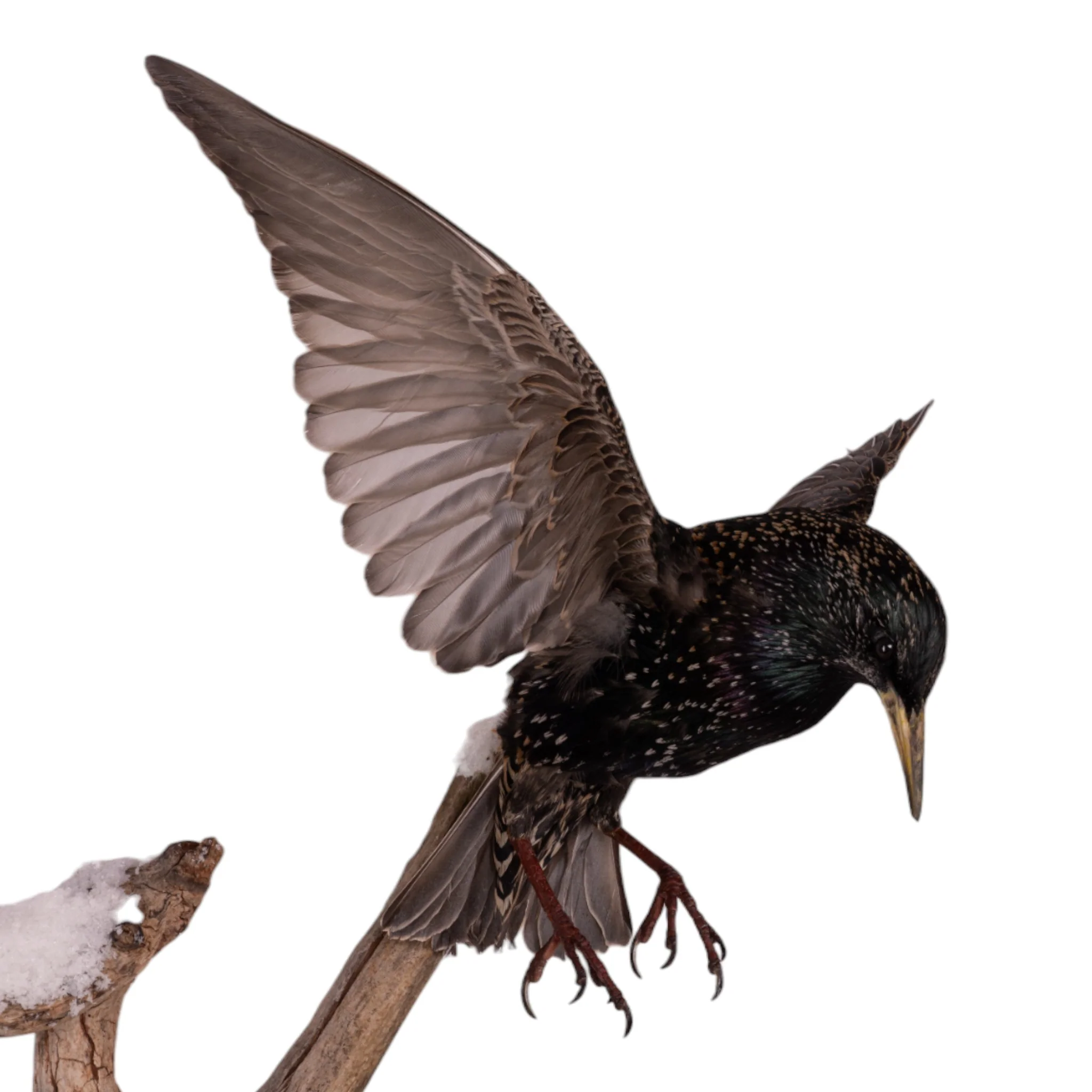 Real Starling Full Body Mount by Jaron Villemarette - Image 6