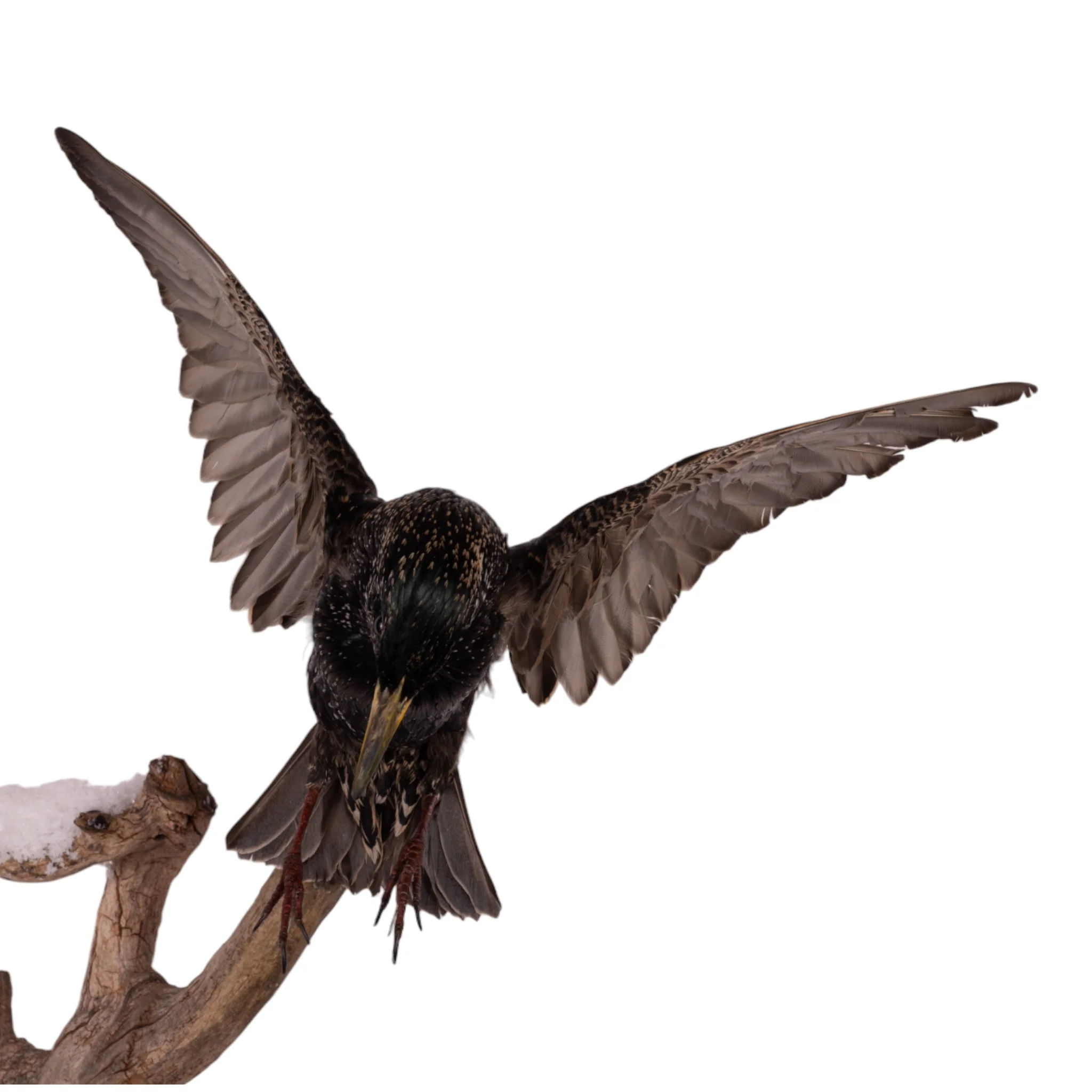 Real Starling Full Body Mount by Jaron Villemarette - Image 7