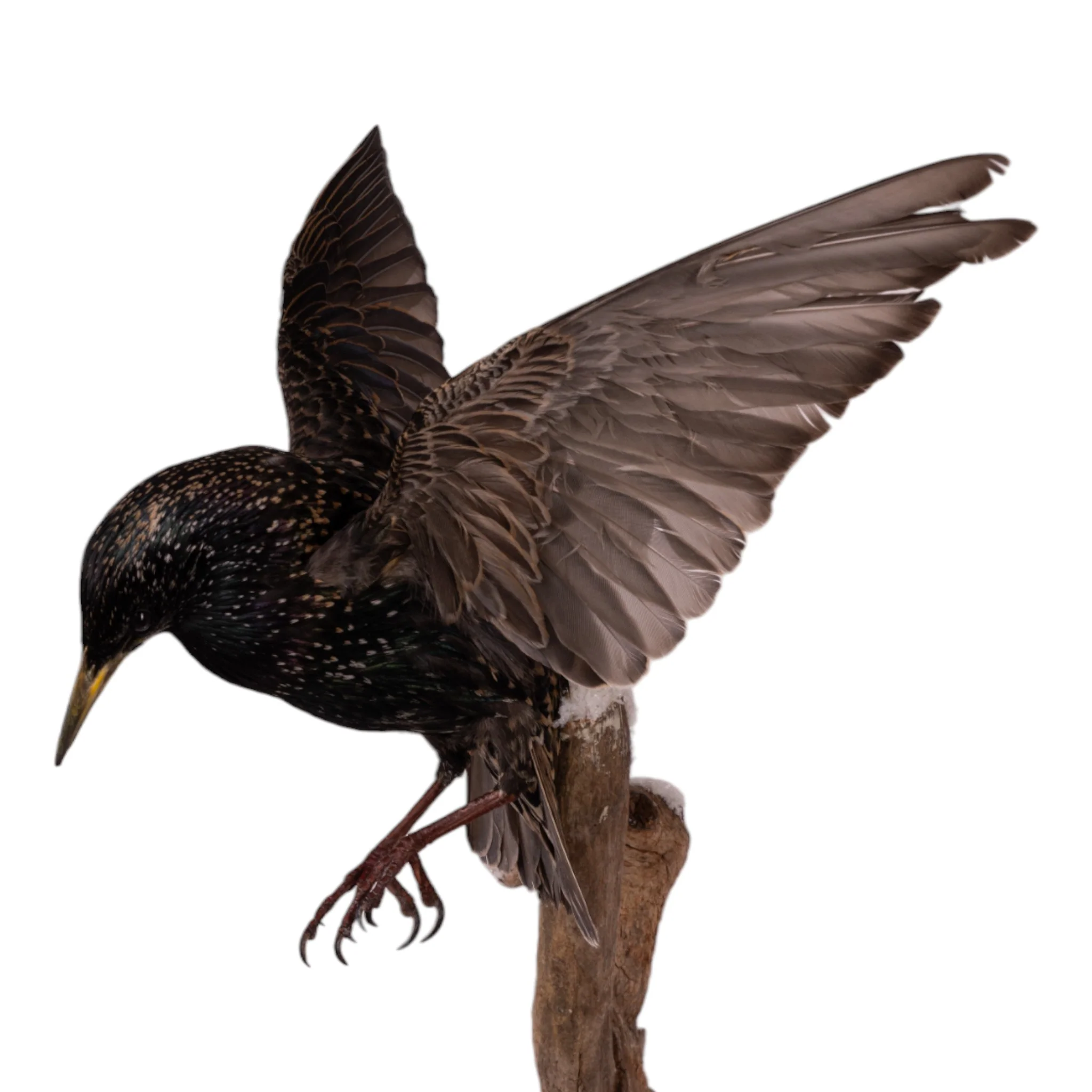 Real Starling Full Body Mount by Jaron Villemarette - Image 8