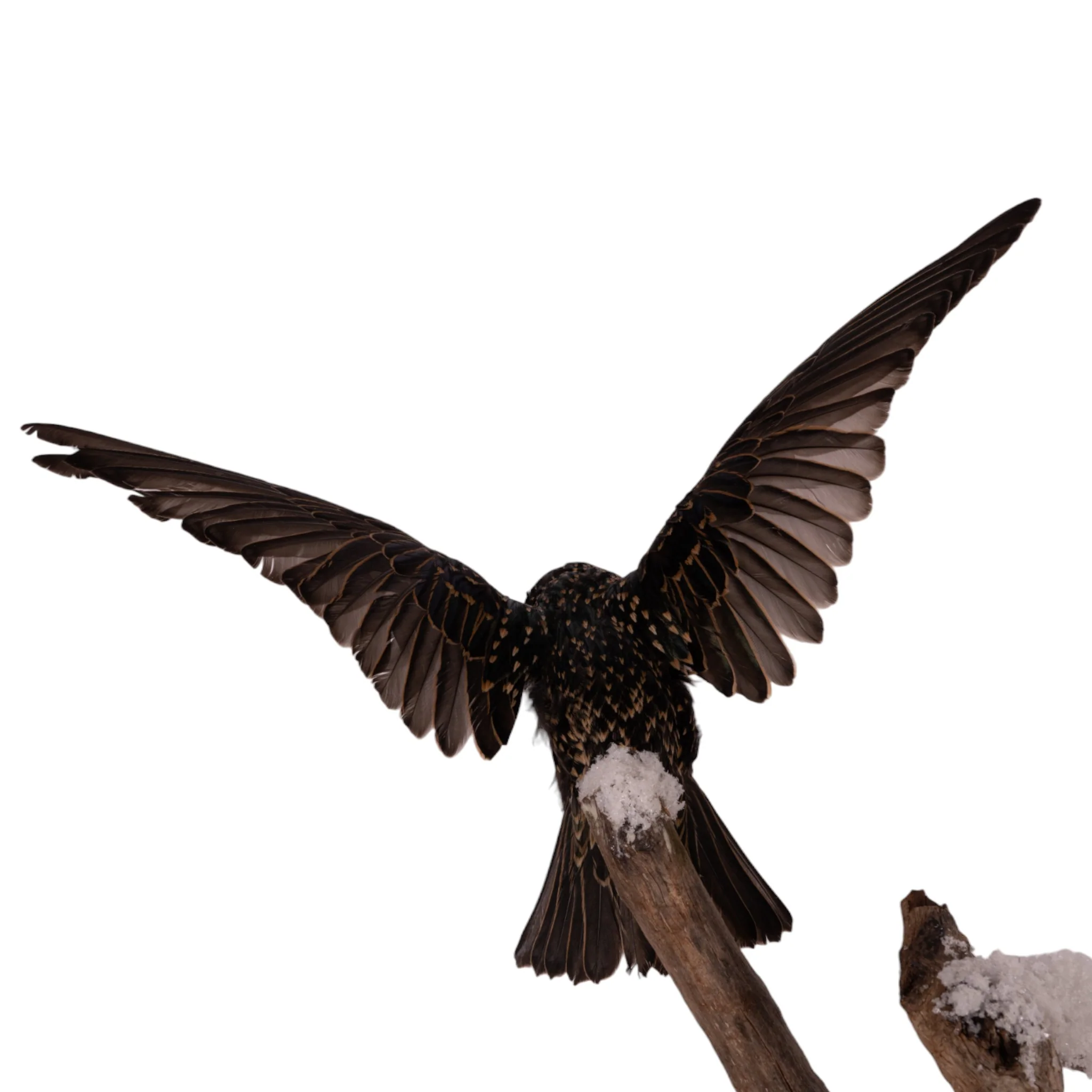 Real Starling Full Body Mount by Jaron Villemarette - Image 9