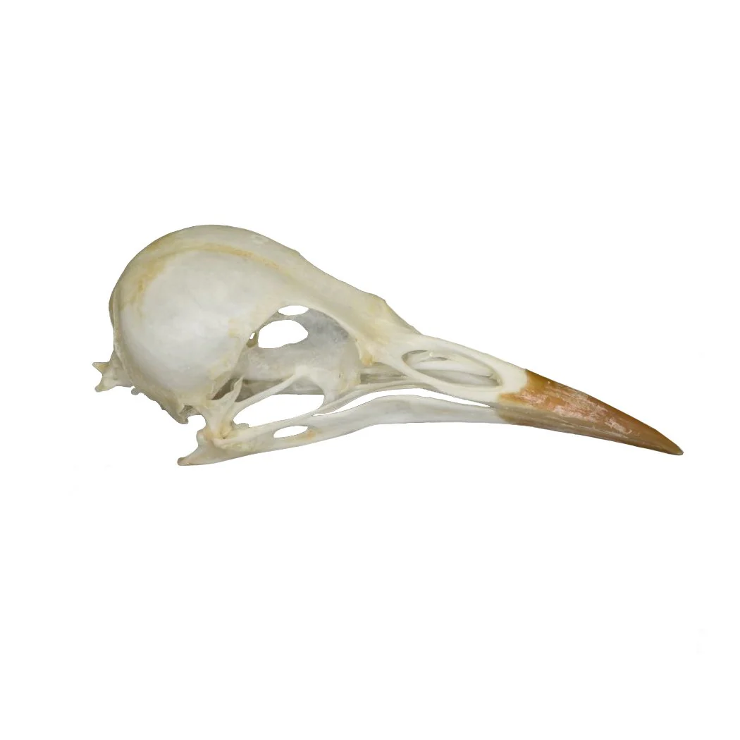 Real Starling Skull - Image 2