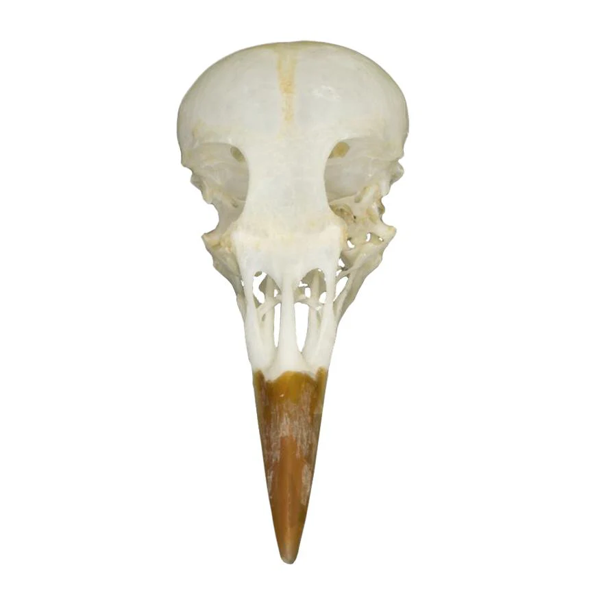 Real Starling Skull - Image 3