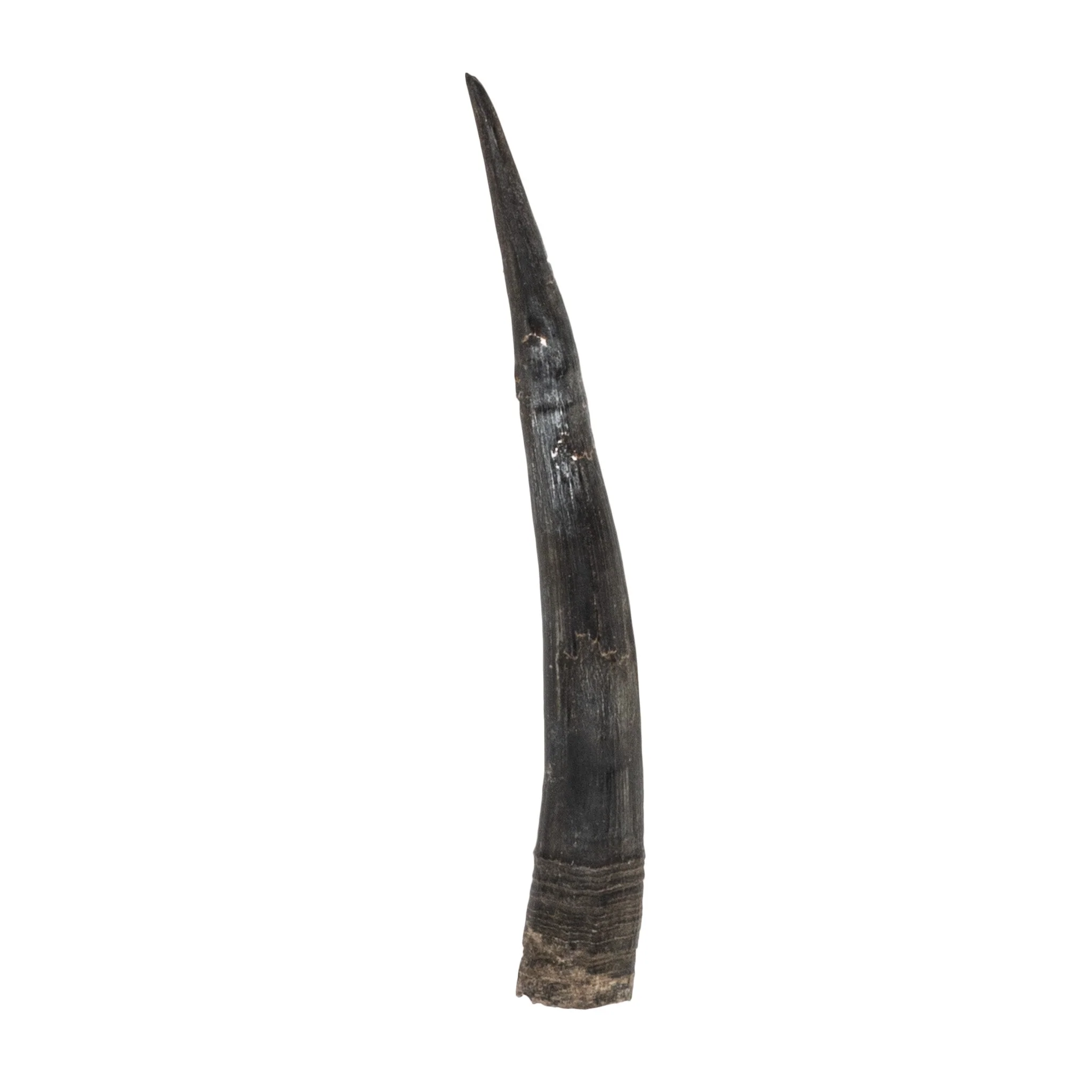 Real Steenbok Horn - Single - Image 3