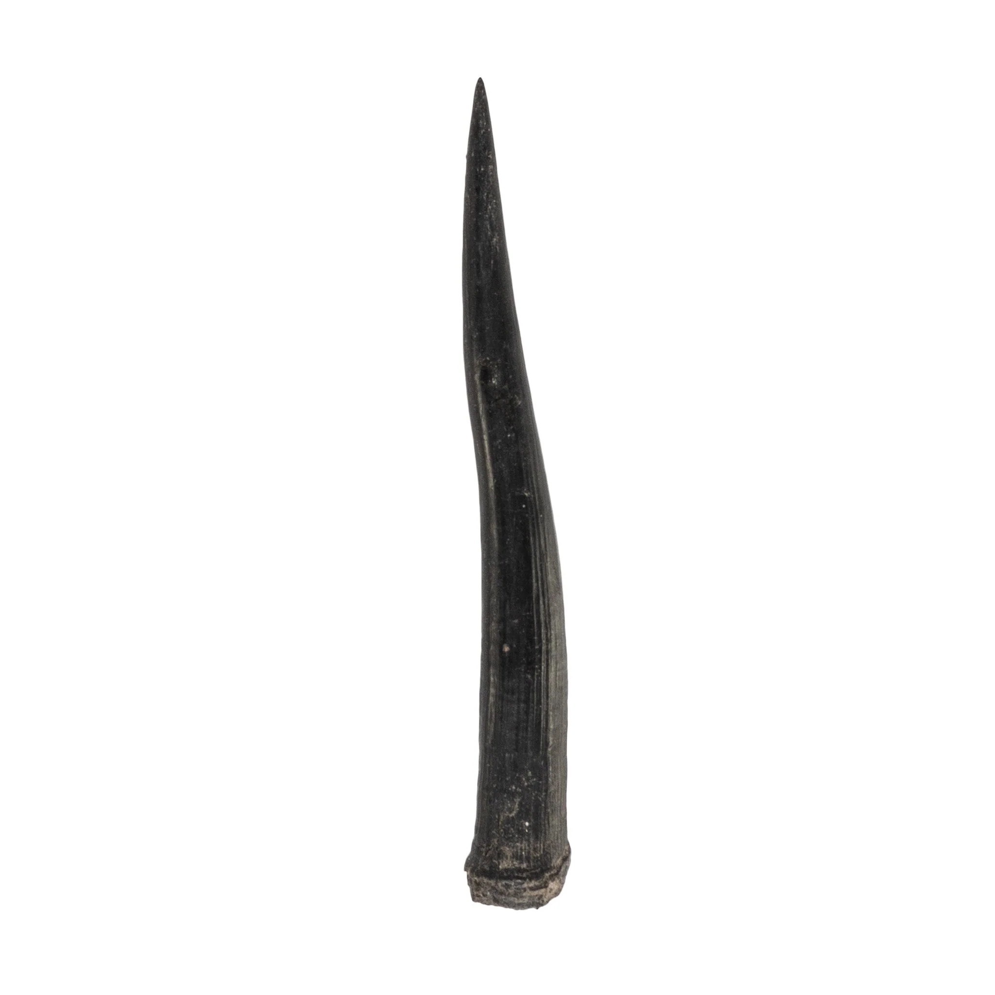 Real Steenbok Horn - Single - Image 4
