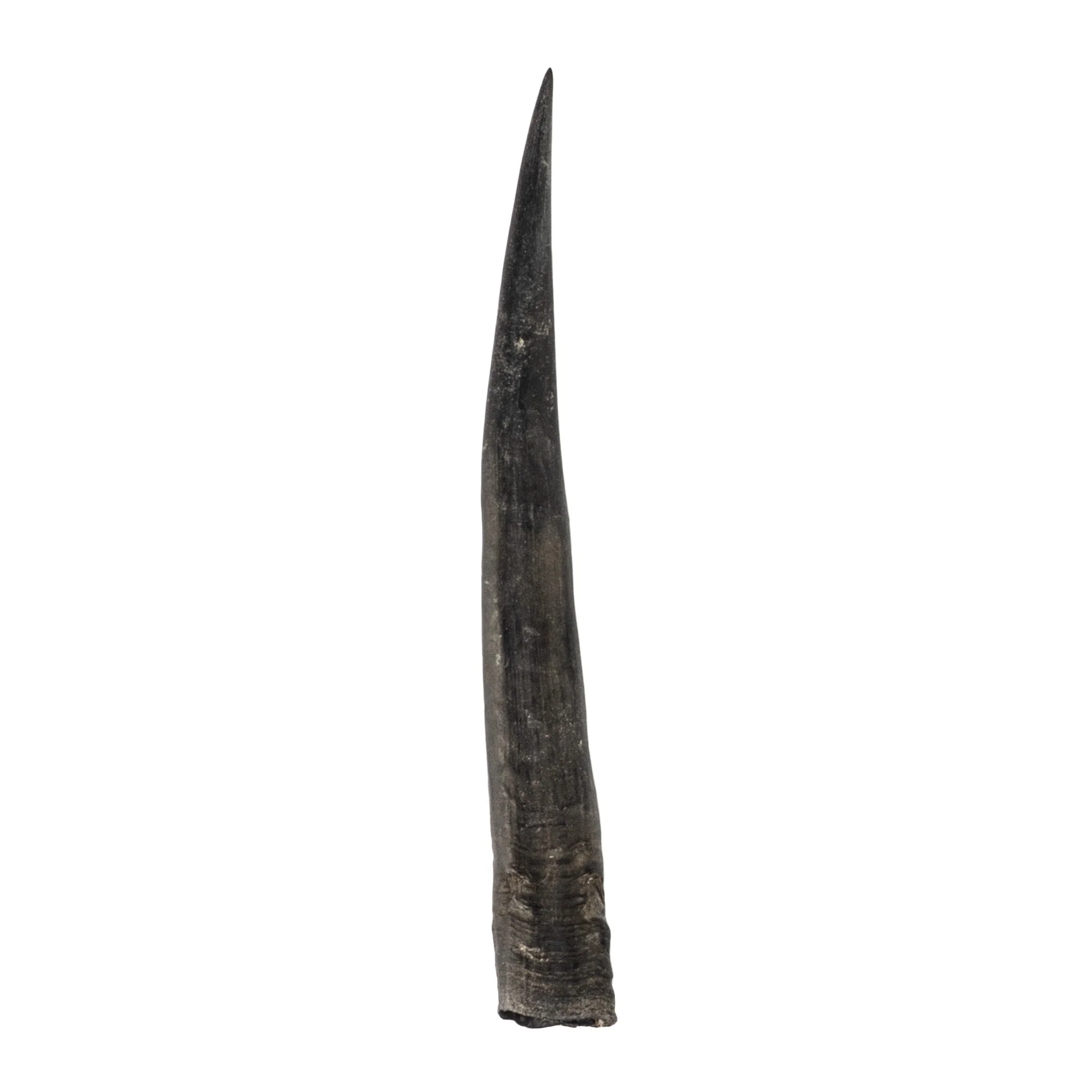 Real Steenbok Horn - Single - Image 5