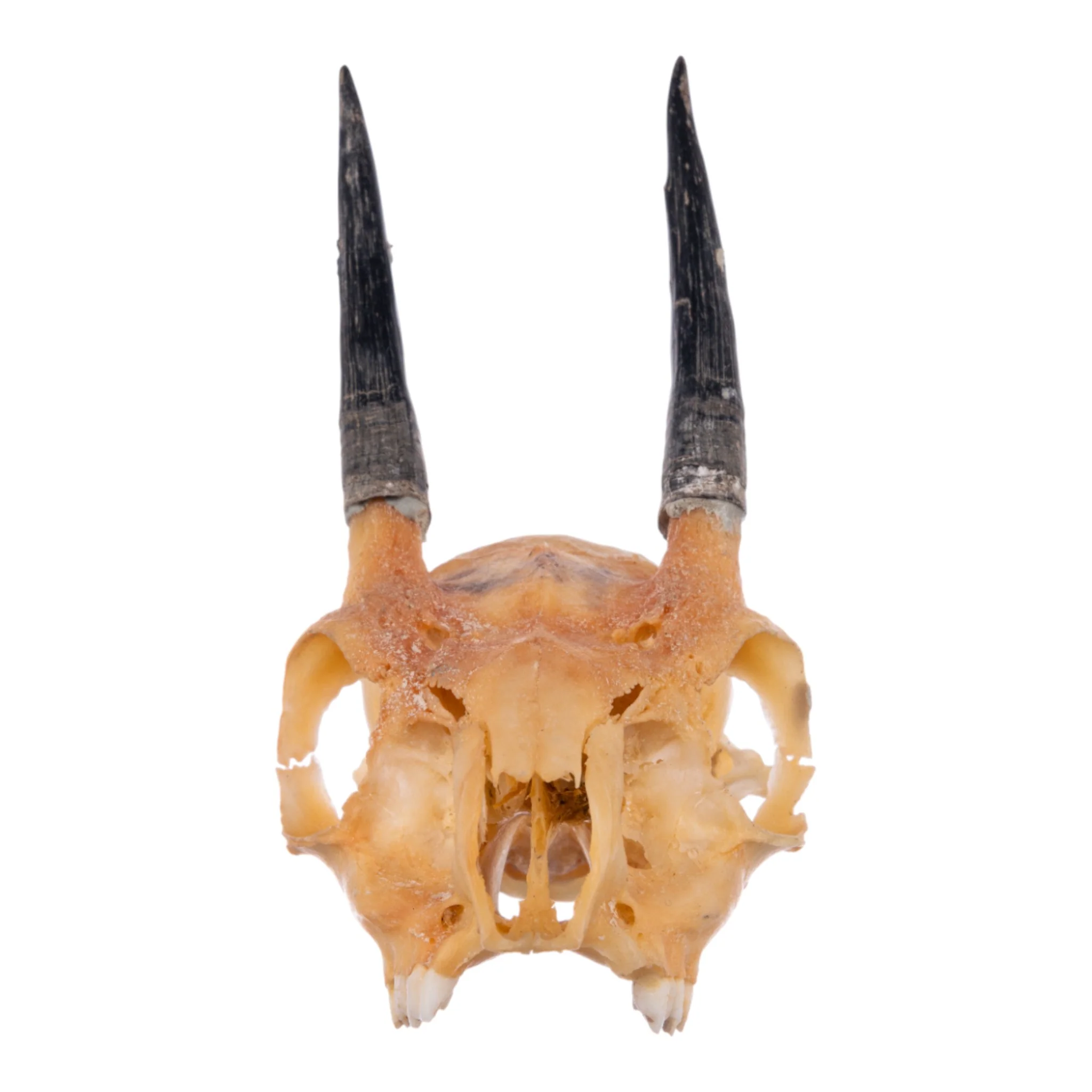Real Steenbok Skull - Image 3