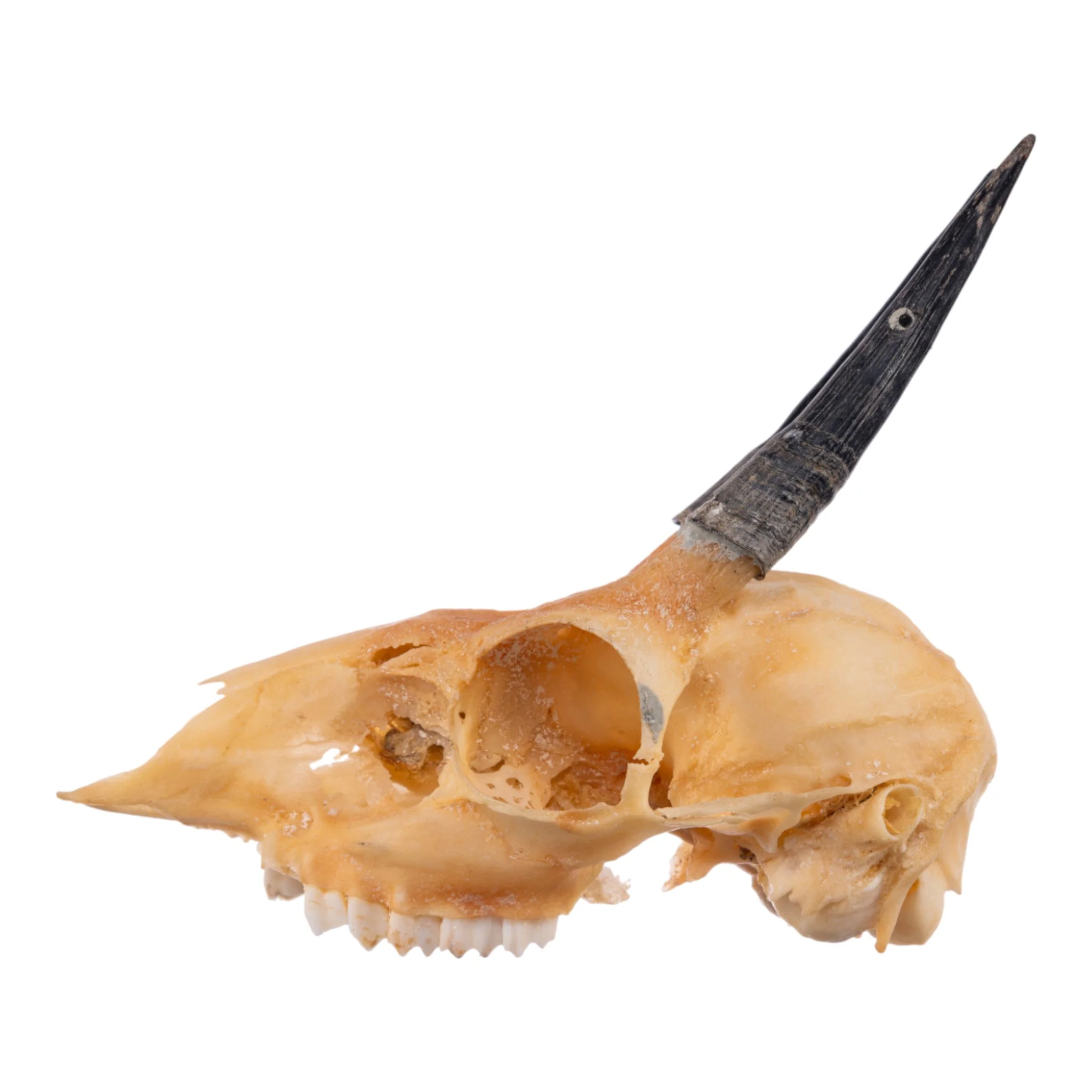 Real Steenbok Skull - Image 4