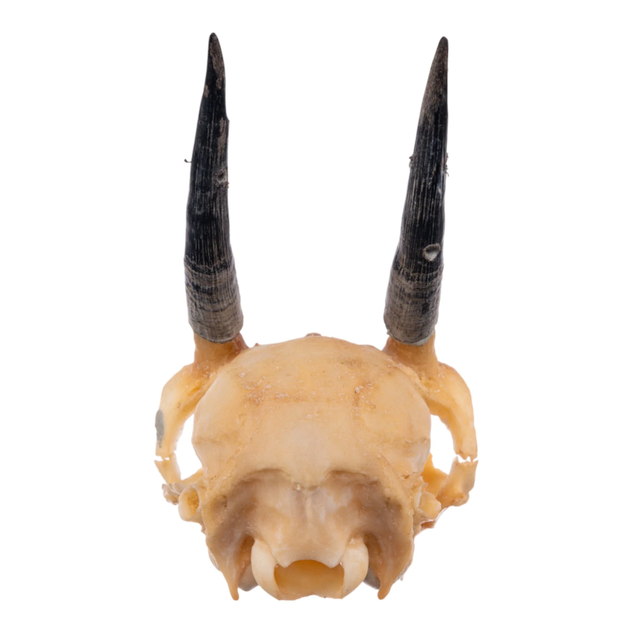 Real Steenbok Skull - Image 5