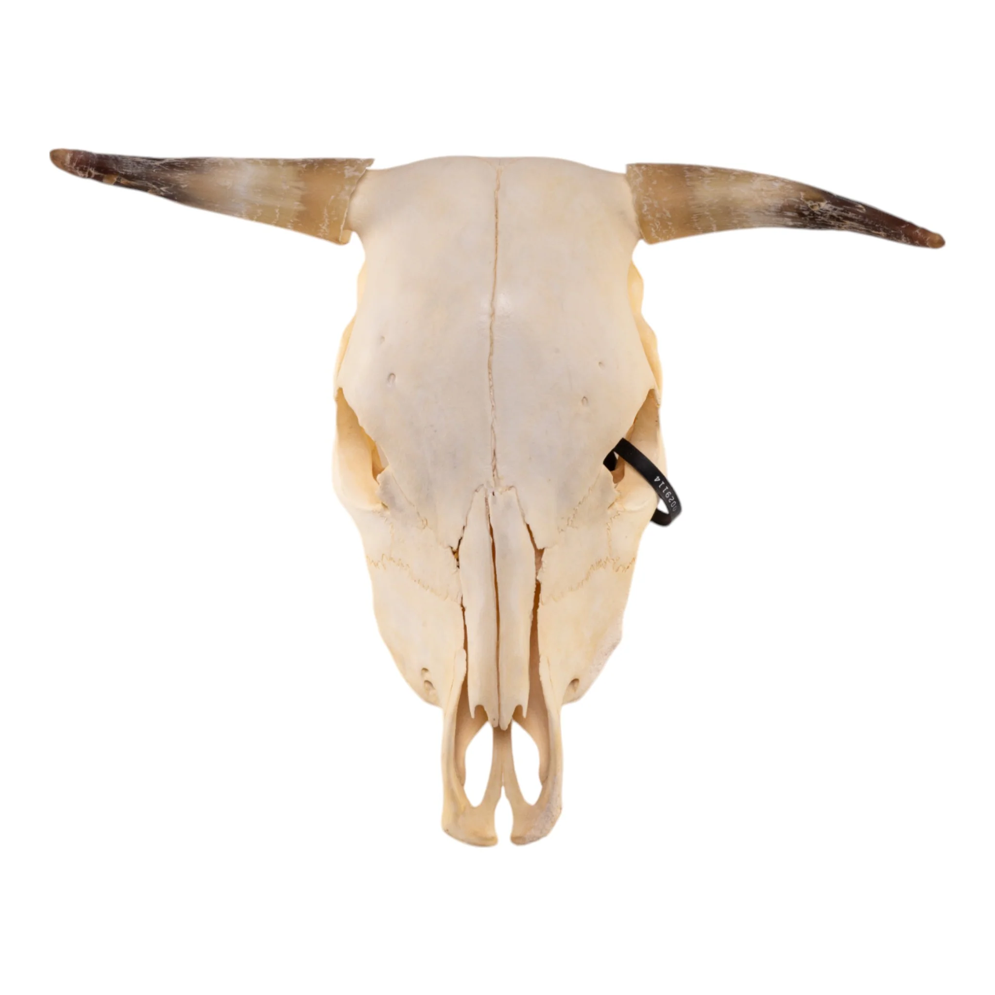 Real Steer/Cow Skull - Adolescent