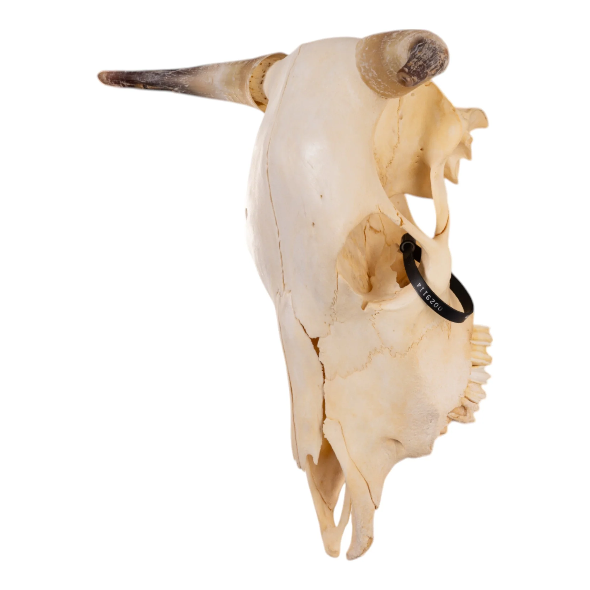 Real Steer/Cow Skull - Adolescent - Image 4