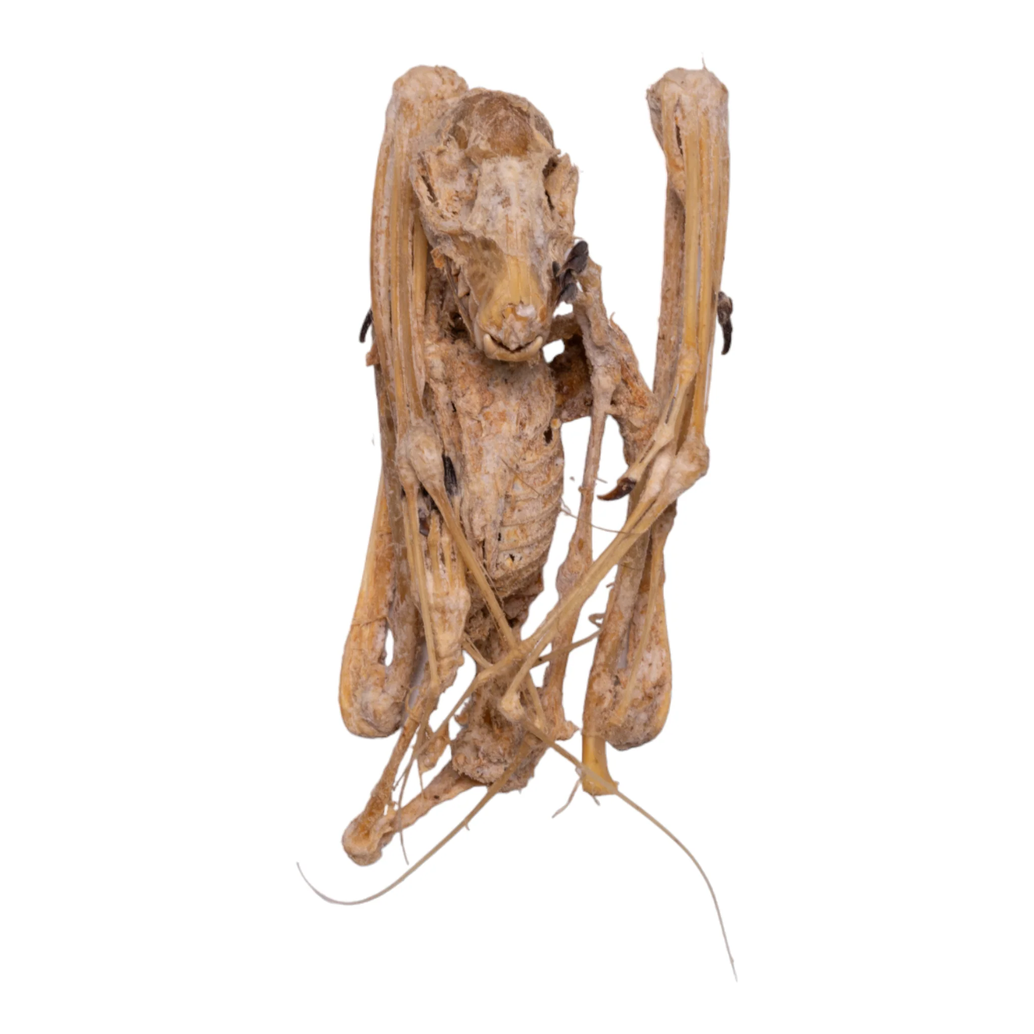 Real Straw-colored Fruit Bat Skeleton - Dried - Image 3