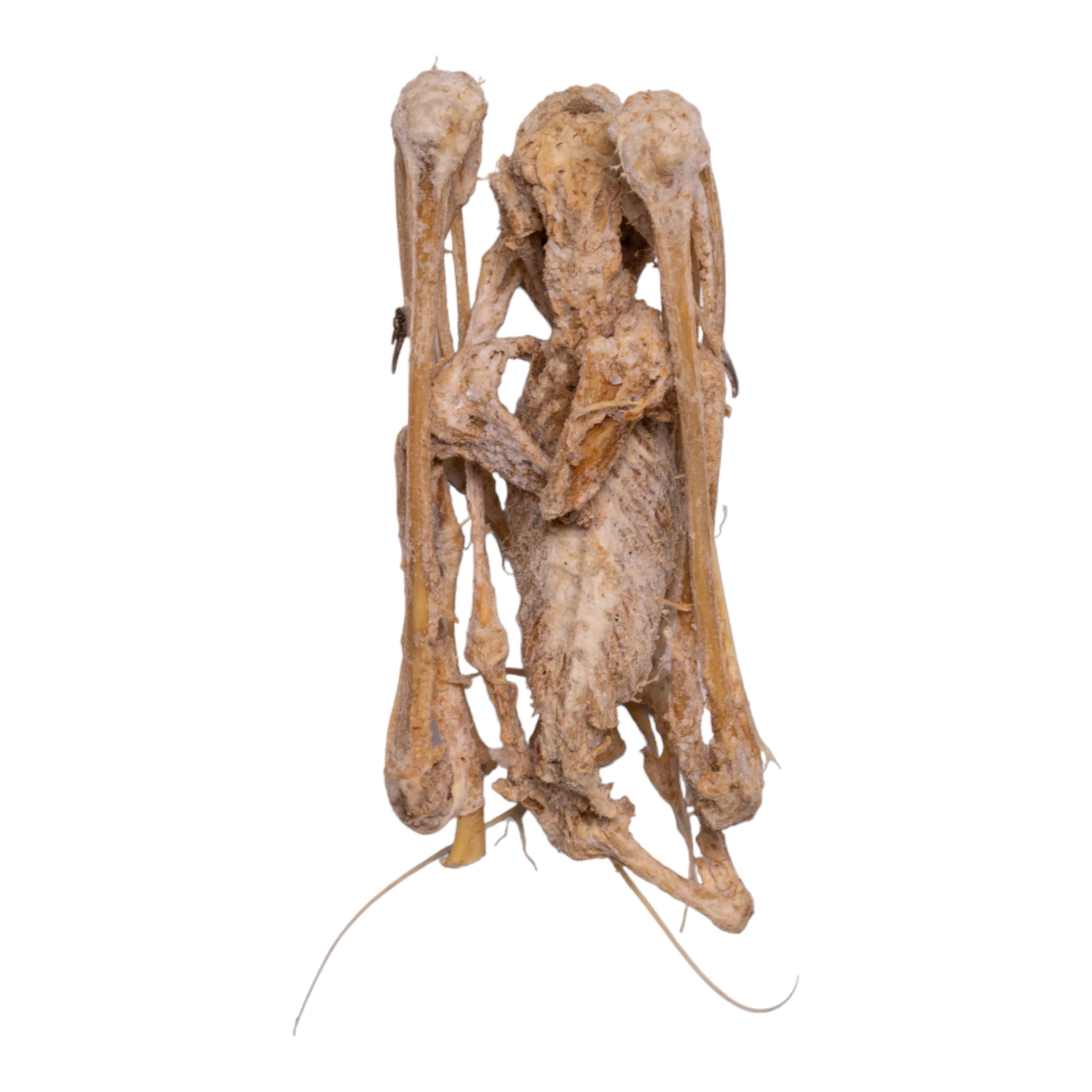 Real Straw-colored Fruit Bat Skeleton - Dried - Image 4