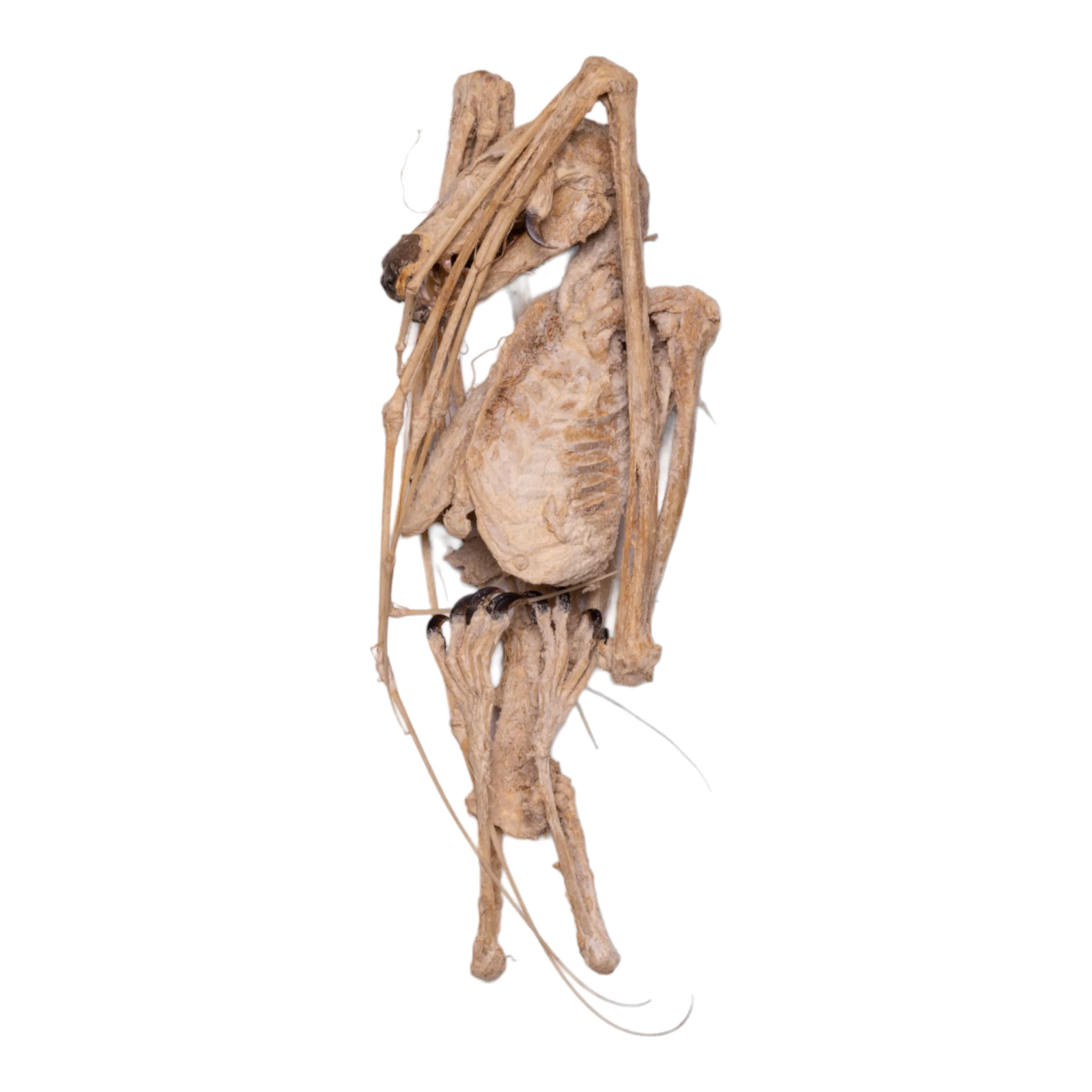 Real Straw-colored Fruit Bat Skeleton - Dried - Image 5