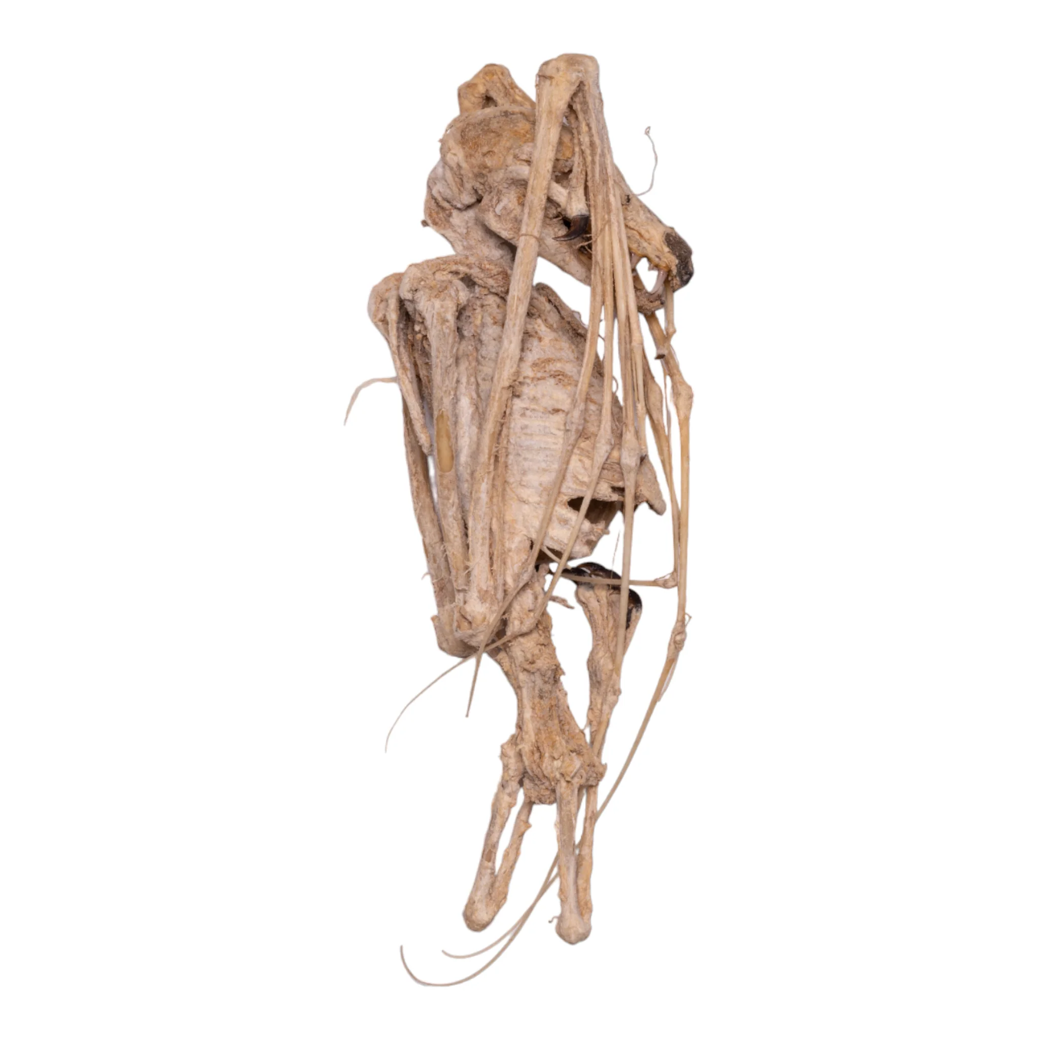 Real Straw-colored Fruit Bat Skeleton - Dried - Image 6