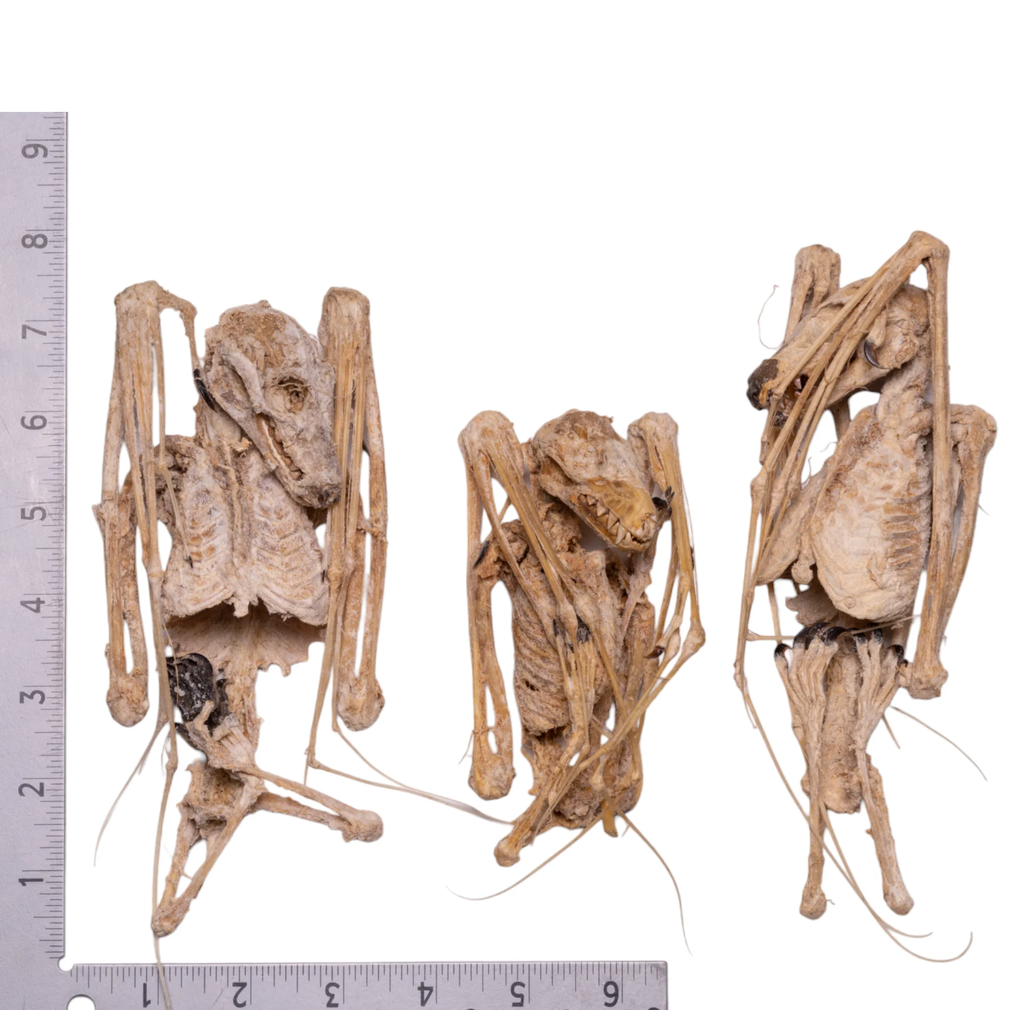 Real Straw-colored Fruit Bat Skeleton - Dried - Image 7