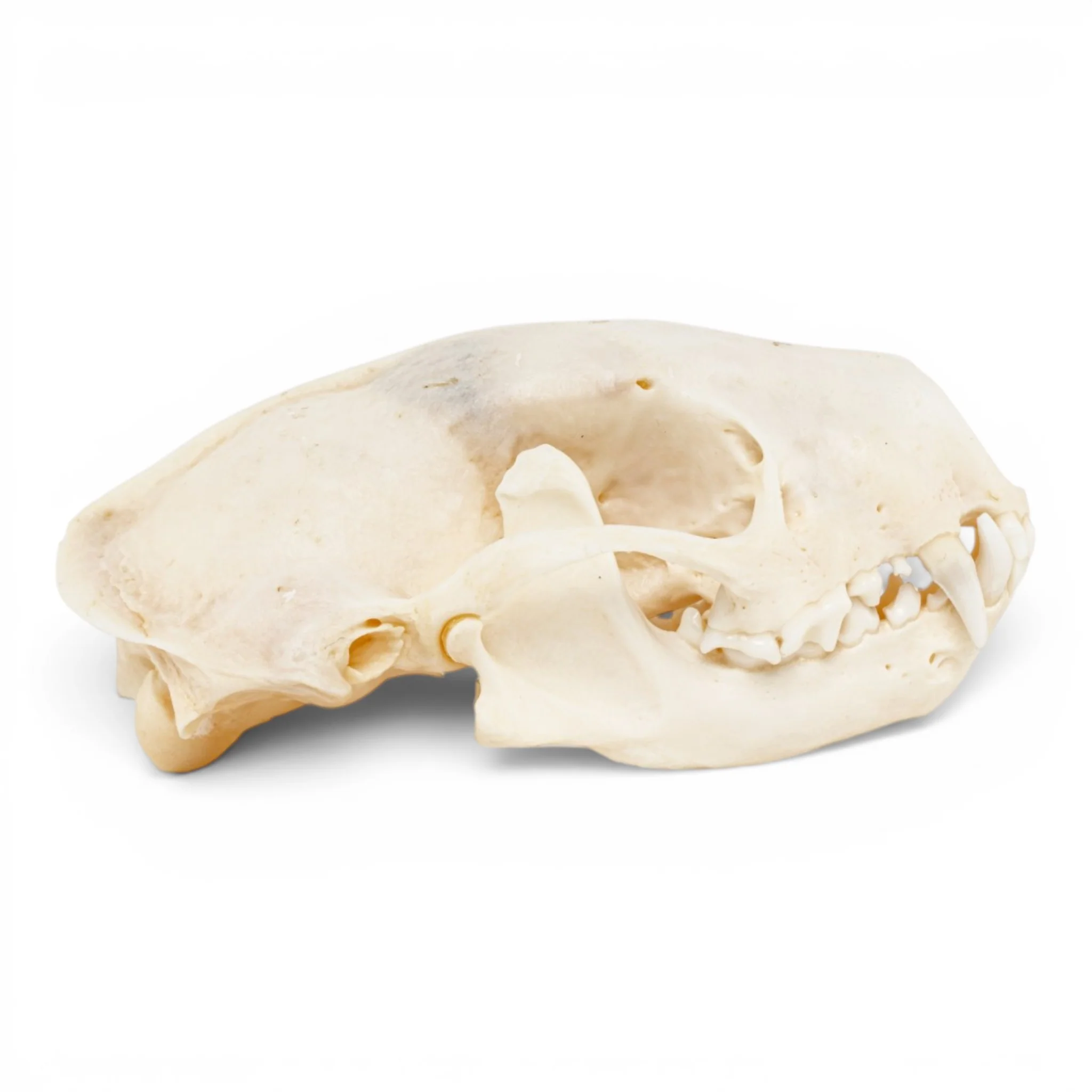 Real Striped Skunk Skull - Pathology - Image 2