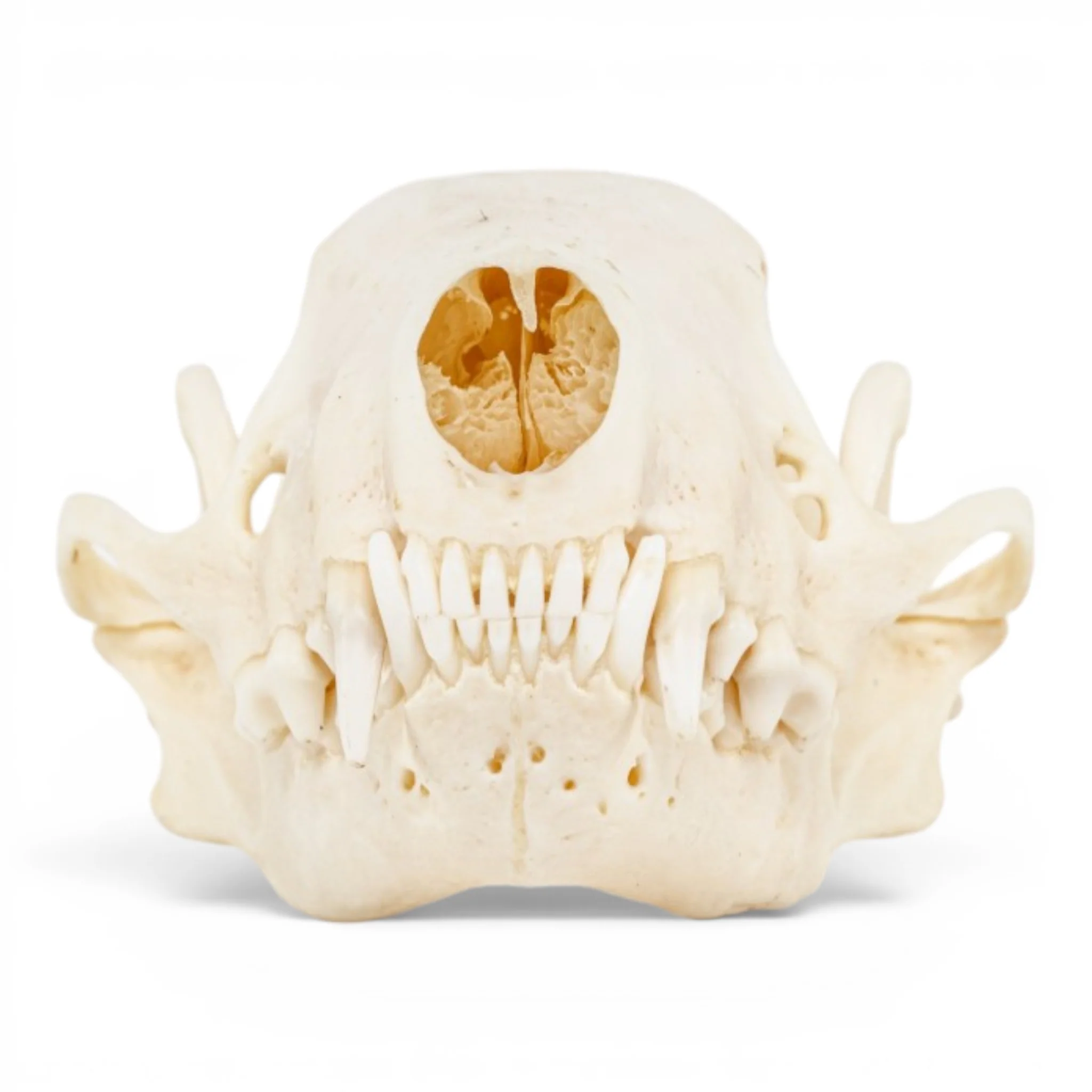Real Striped Skunk Skull - Pathology - Image 3