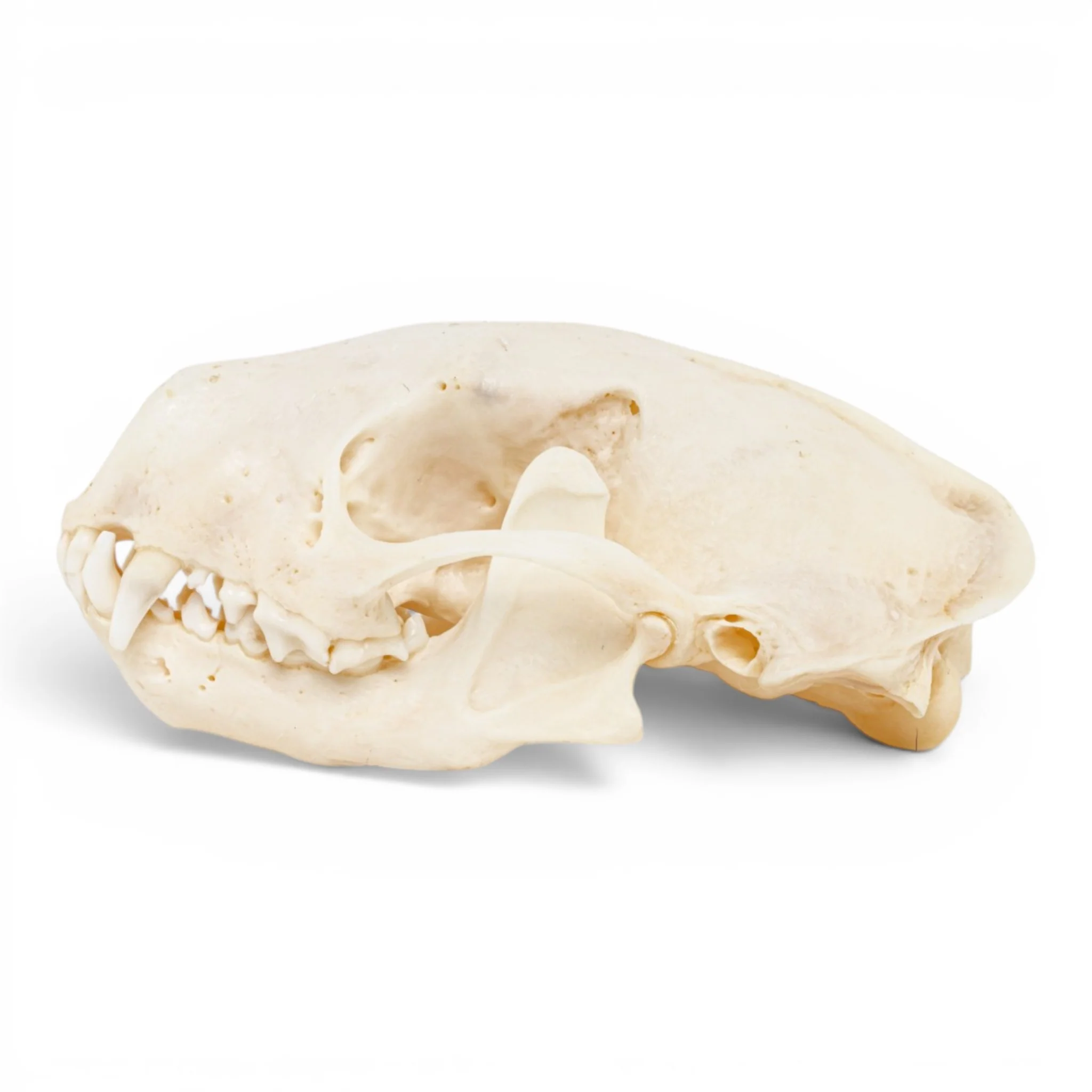 Real Striped Skunk Skull - Pathology - Image 4