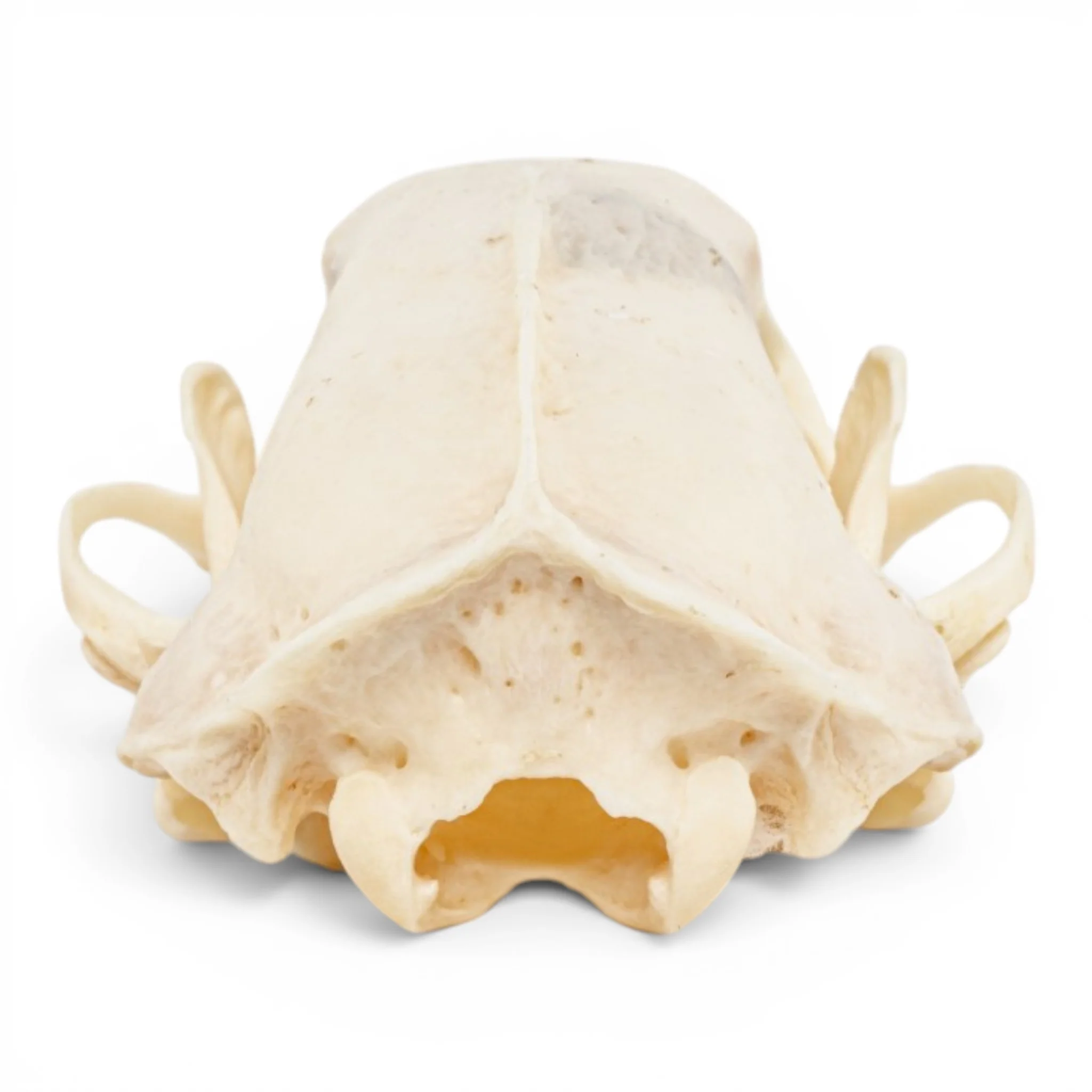 Real Striped Skunk Skull - Pathology - Image 5