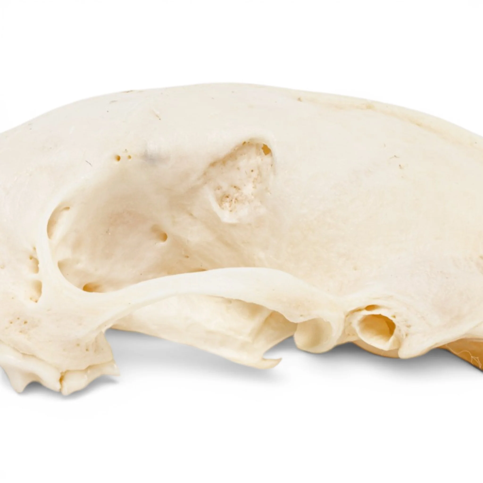 Real Striped Skunk Skull - Pathology - Image 6