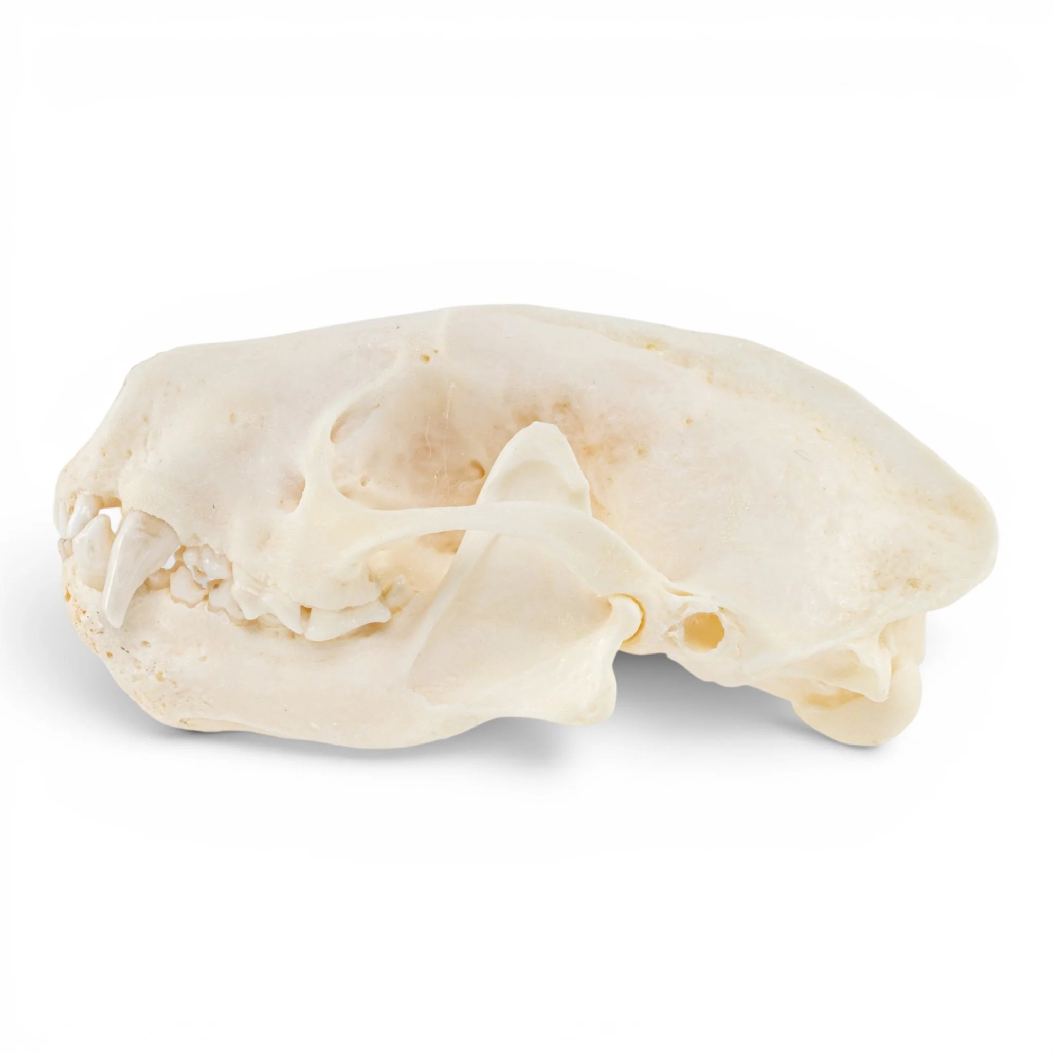 Real Striped Skunk Skull - Pathology - Image 4