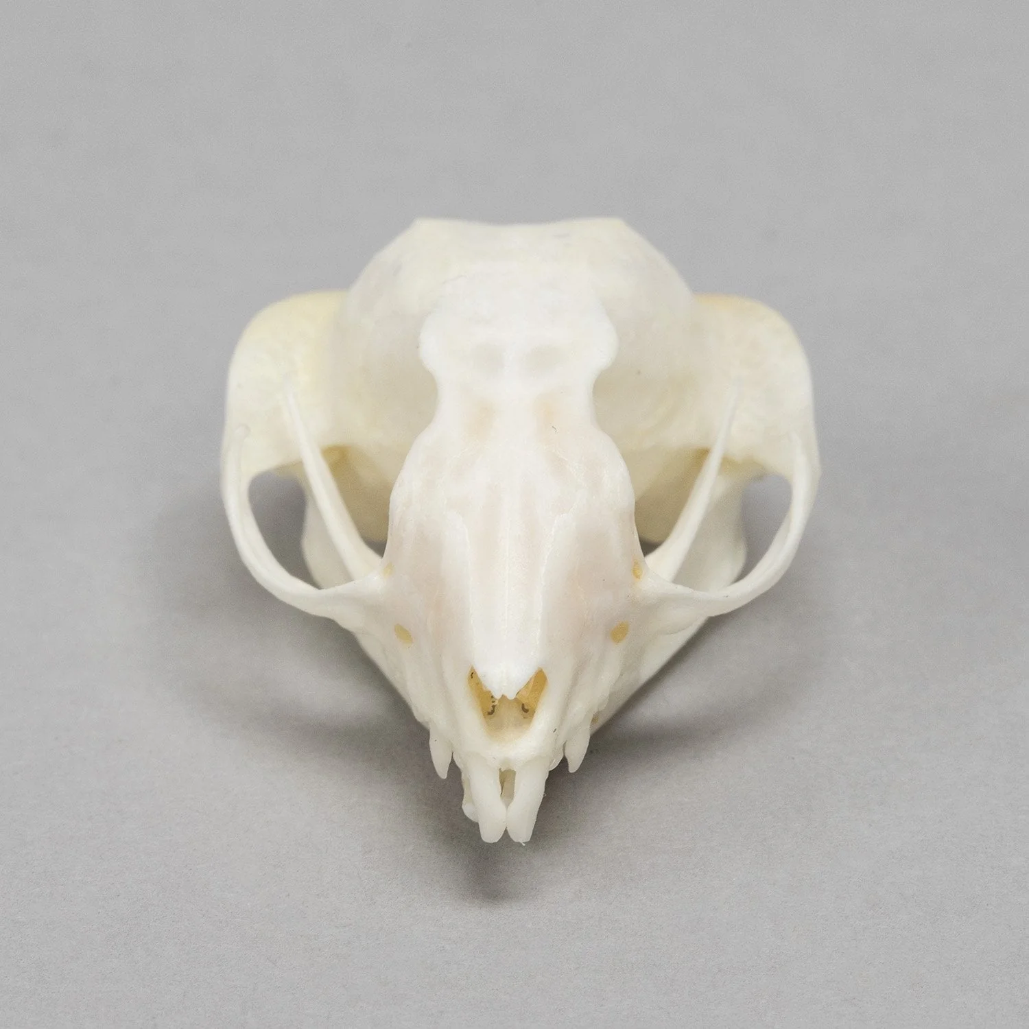 Real Sugar Glider Skull - Image 3