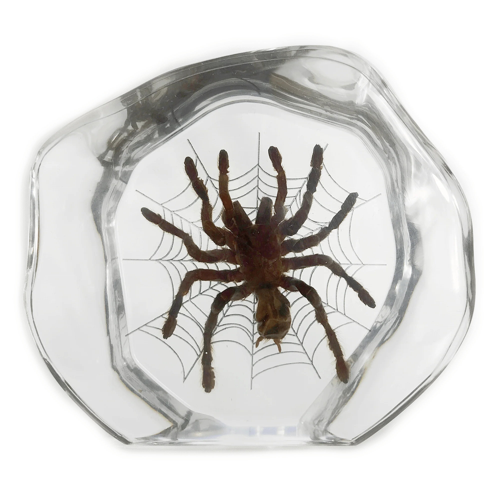 Real Tarantula In Acrylic Display