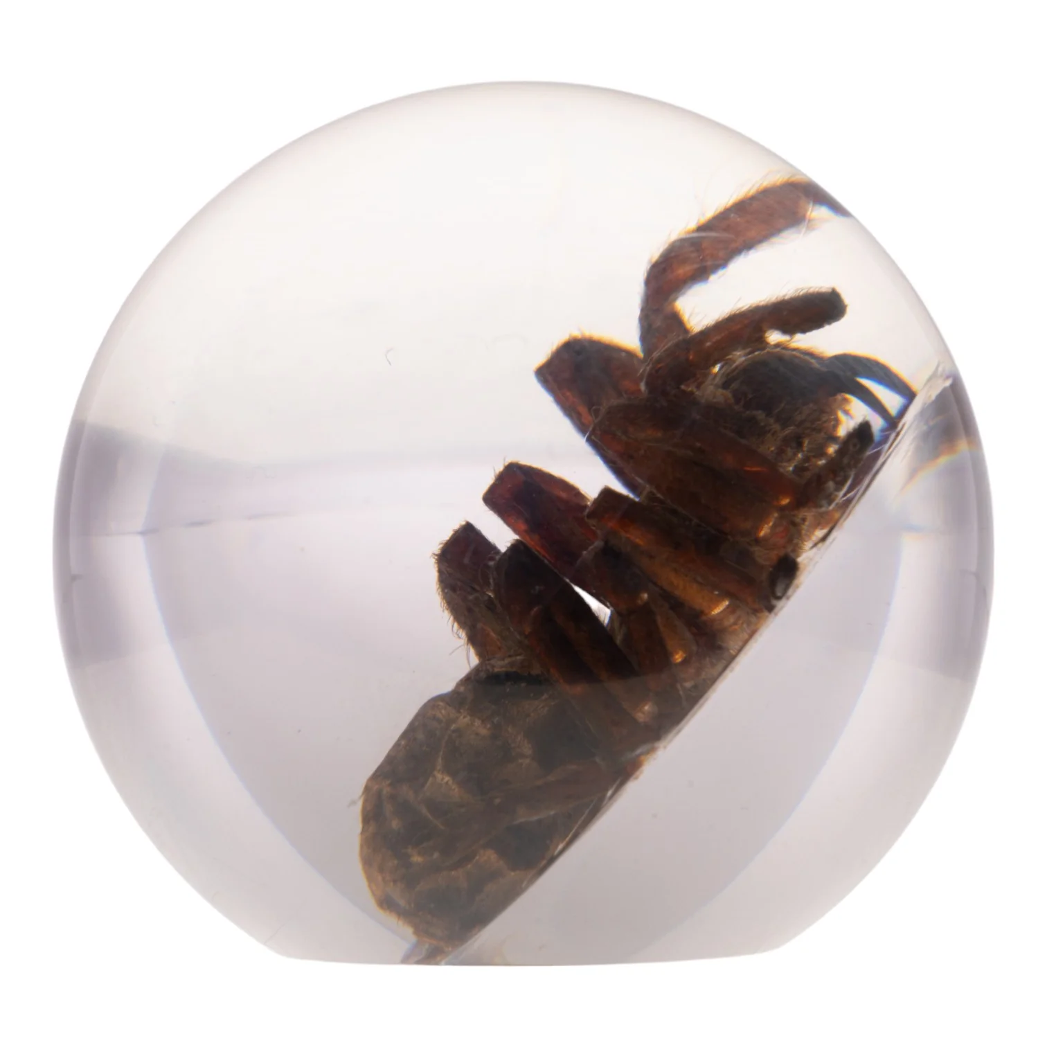 Real Tarantula in Acrylic Globe - Image 3