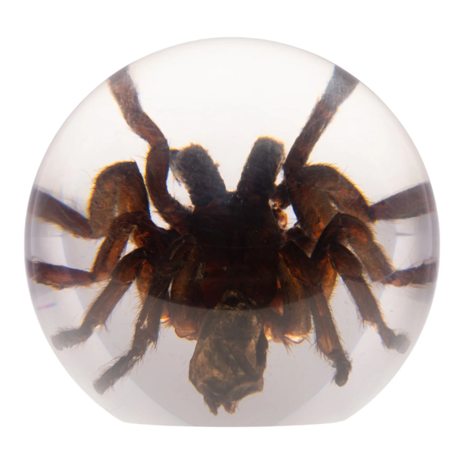 Real Tarantula in Acrylic Globe - Image 4