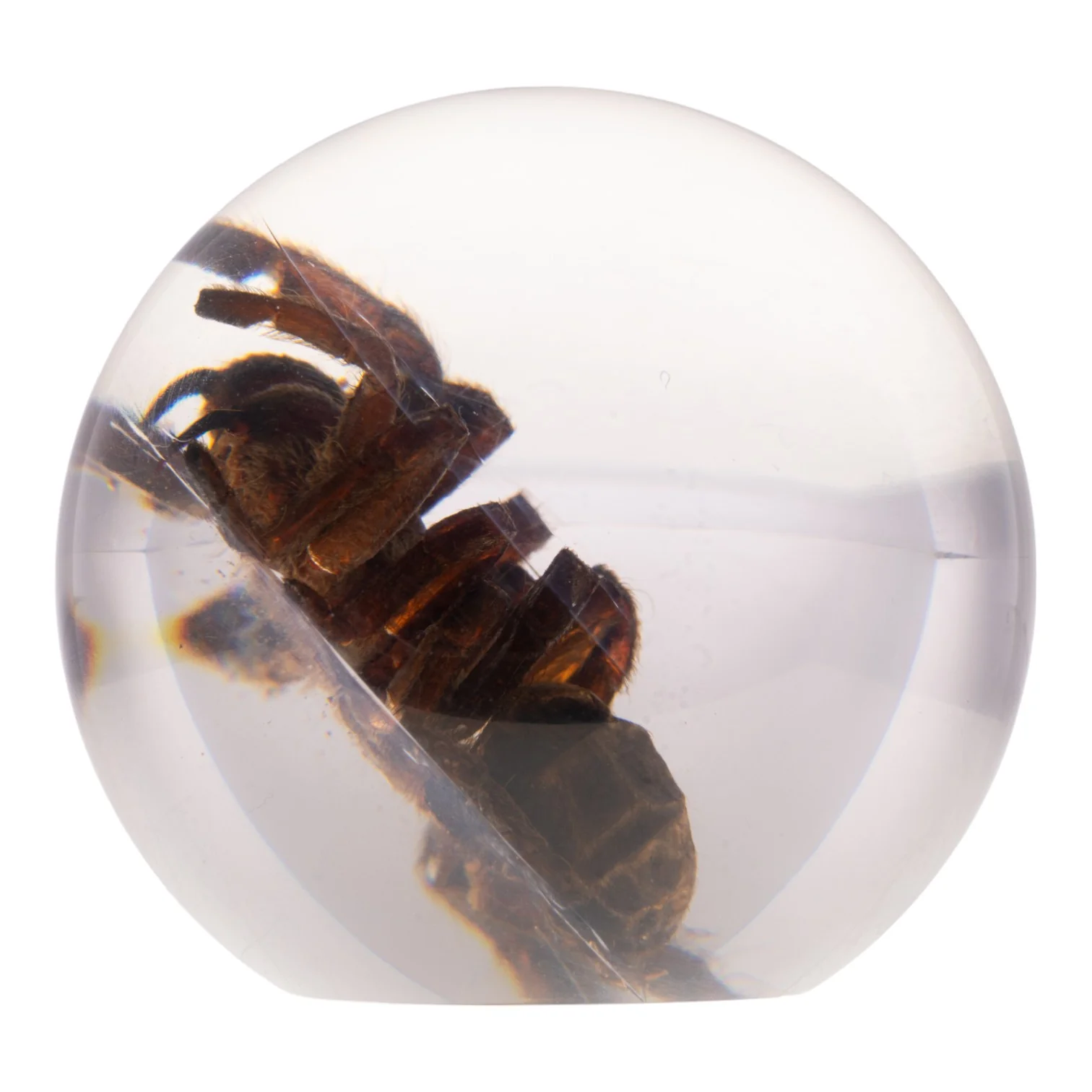 Real Tarantula in Acrylic Globe - Image 5
