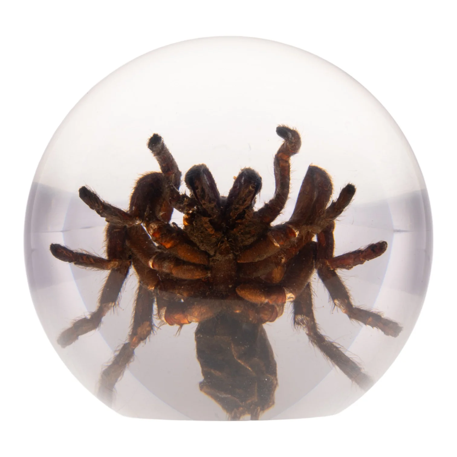 Real Tarantula in Acrylic Globe - Image 6