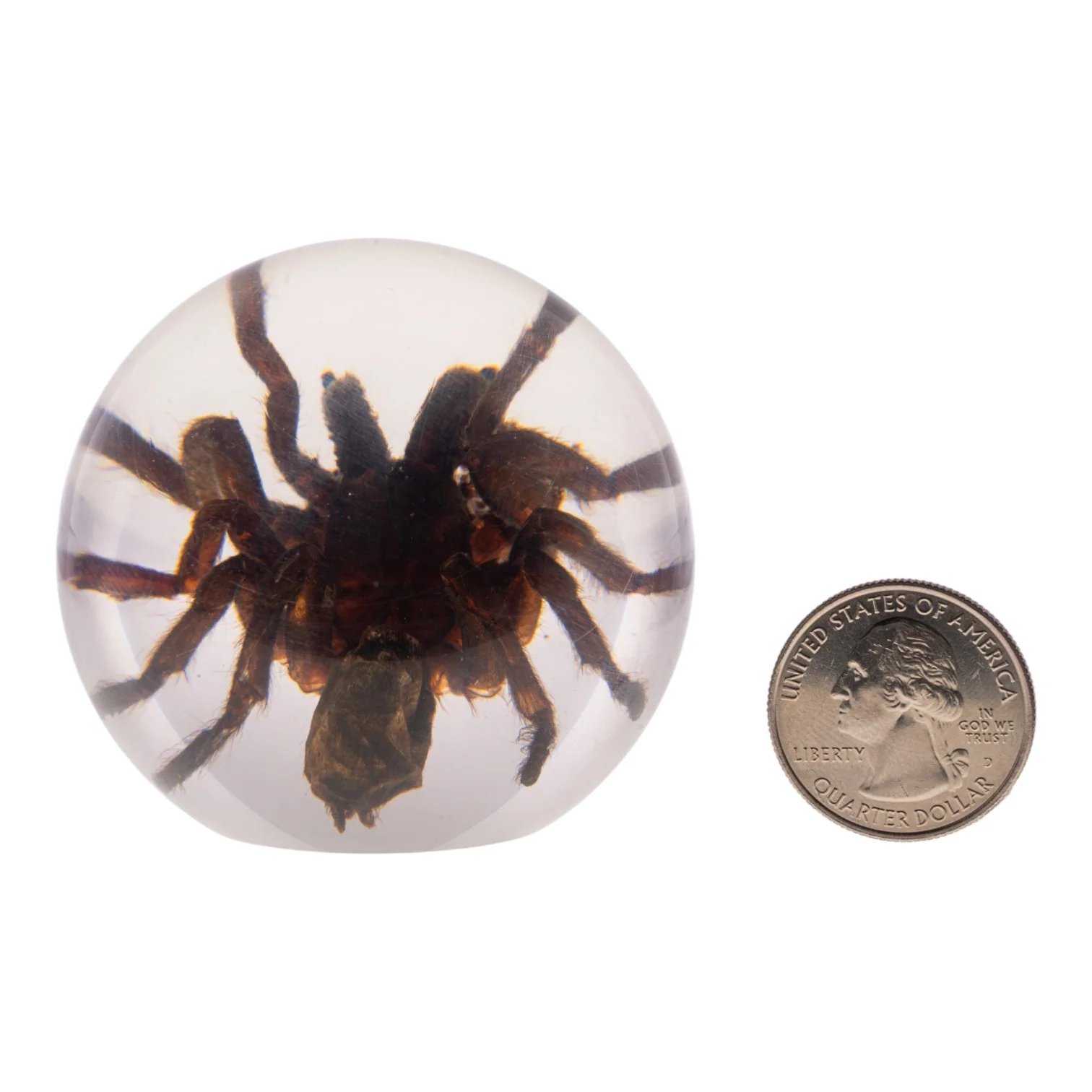 Real Tarantula in Acrylic Globe - Image 7
